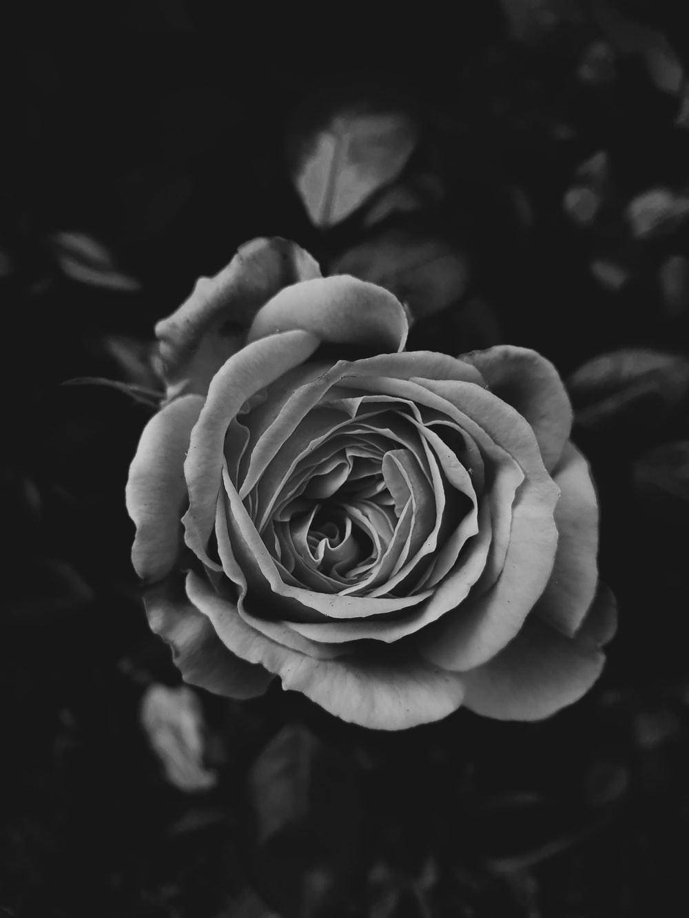 Black and White Rose Flower Wallpapers Top Free Black and White Rose