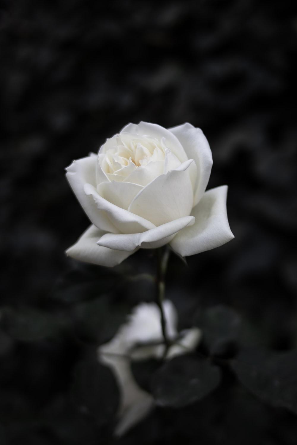 white gulab flower