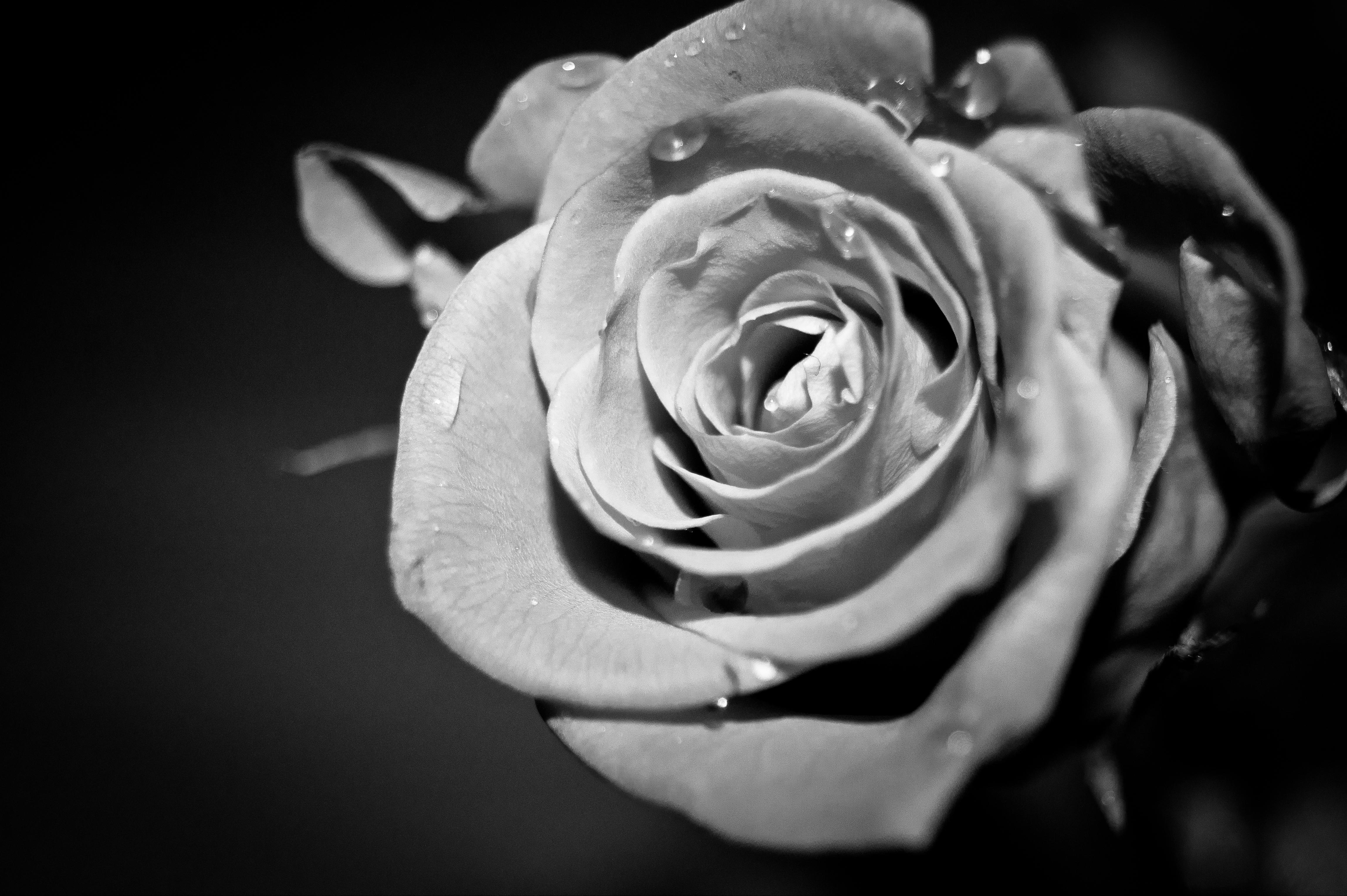 Black and White Rose Flower Wallpapers Top Free Black and White Rose