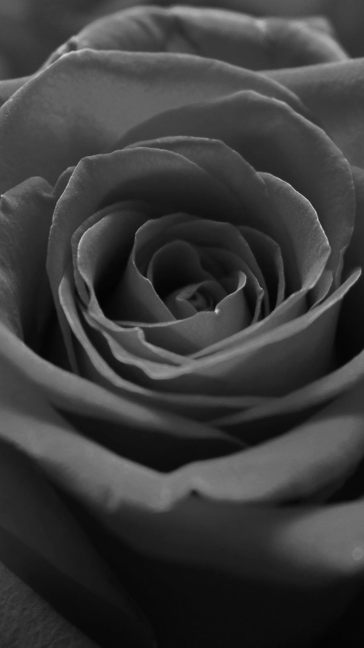 Black and White Rose Flower Wallpapers Top Free Black and White Rose