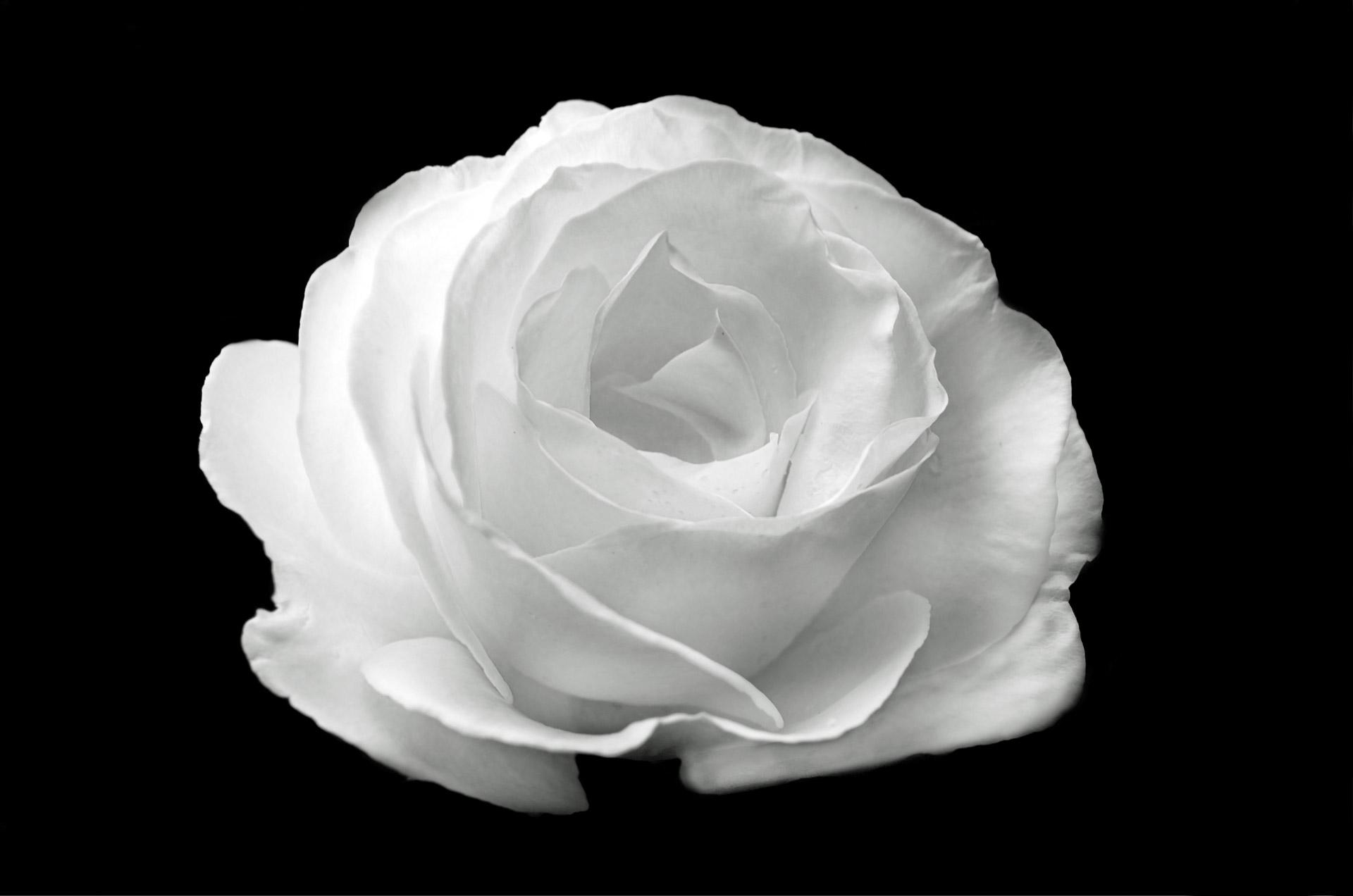1920x1272 White Rose On The Black Background Free Domain Picture