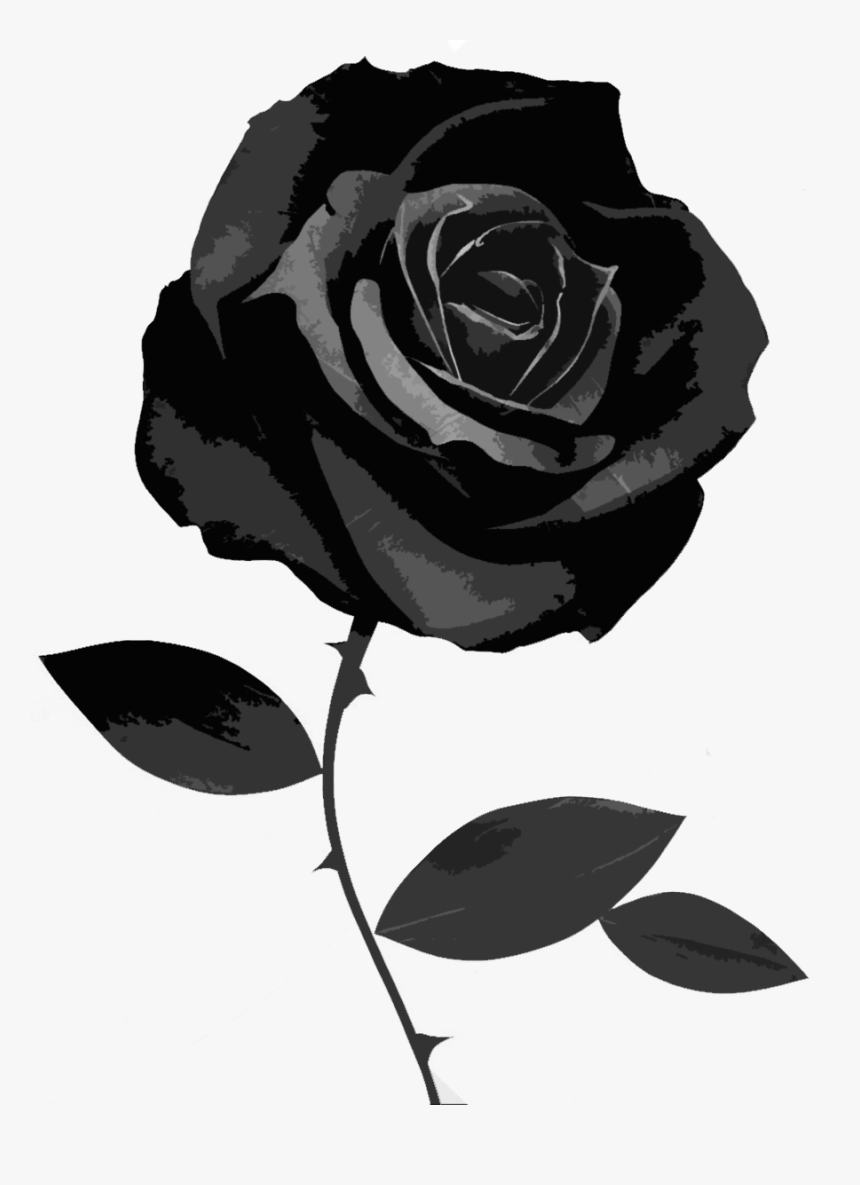 860x1185 Black And White Rose Wallpaper Rose No Background, HD Png Download