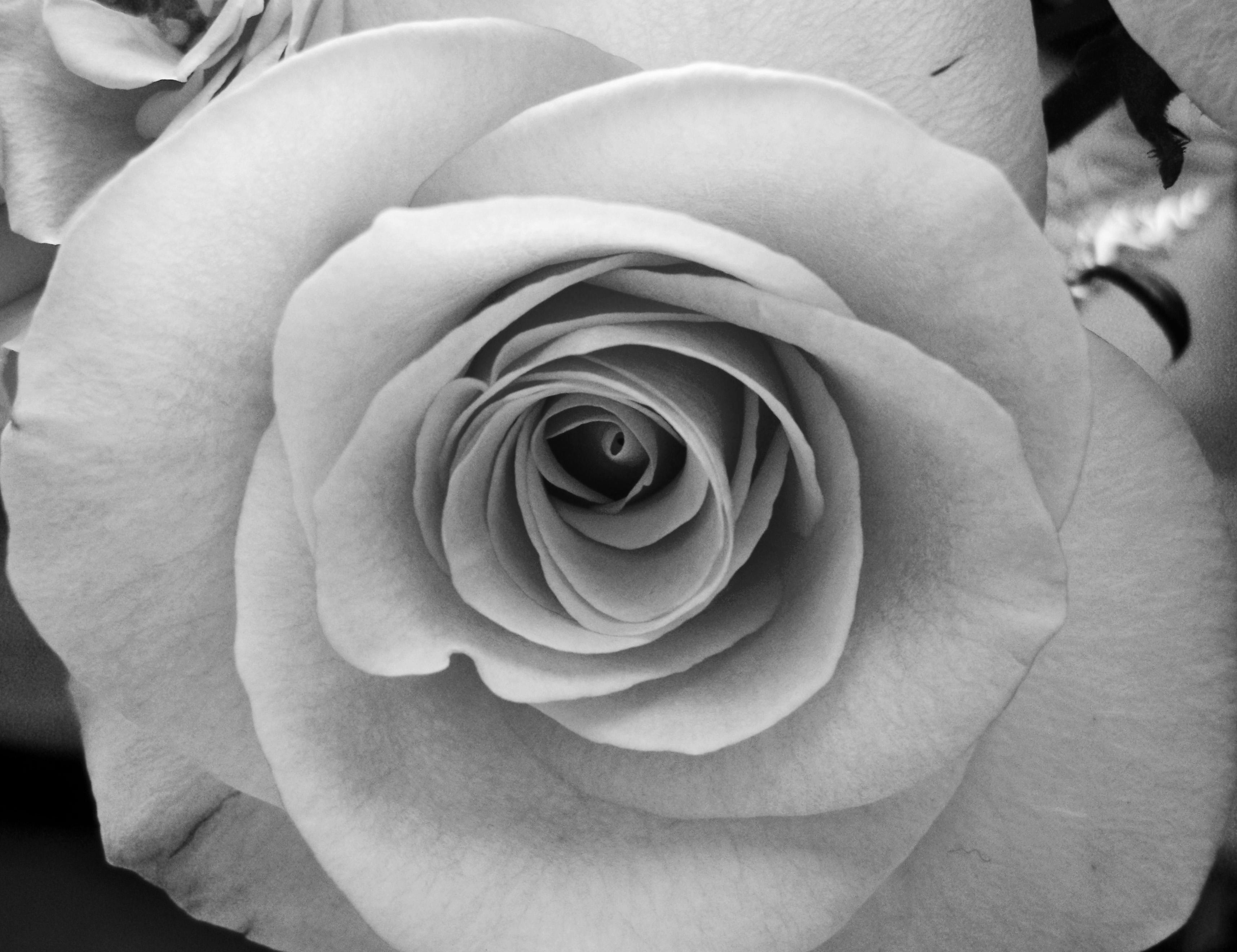 3431x2641 Free download Black and White Rose Picture Rose Wallpaper [3431x2641] for your Desktop, Mobile & Tablet. Explore Black And White Rose Wallpaper. White Flower Wallpaper, White Roses Wallpaper, White