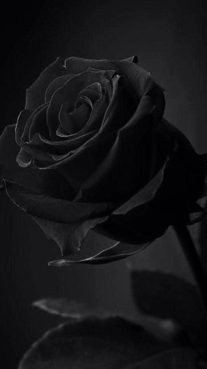 720x1280 Discover and share the most beautiful image from around the world. Black roses wallpaper, Aesthetic roses, Black rose flower