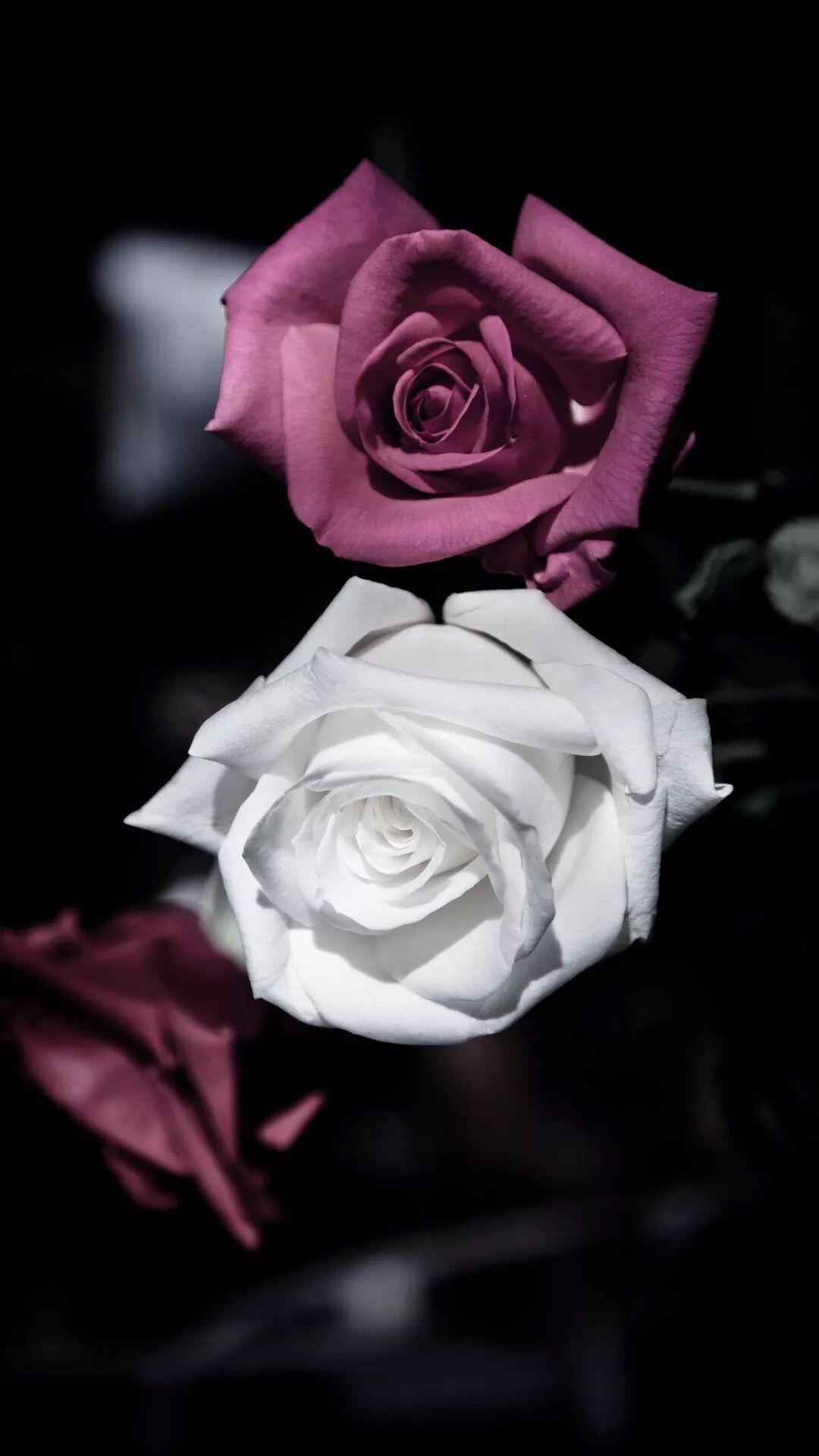 1080x1920 white rose wallpaper, rose, garden roses, flower, white, petal, still life photography, pink, black, rose family, floribunda