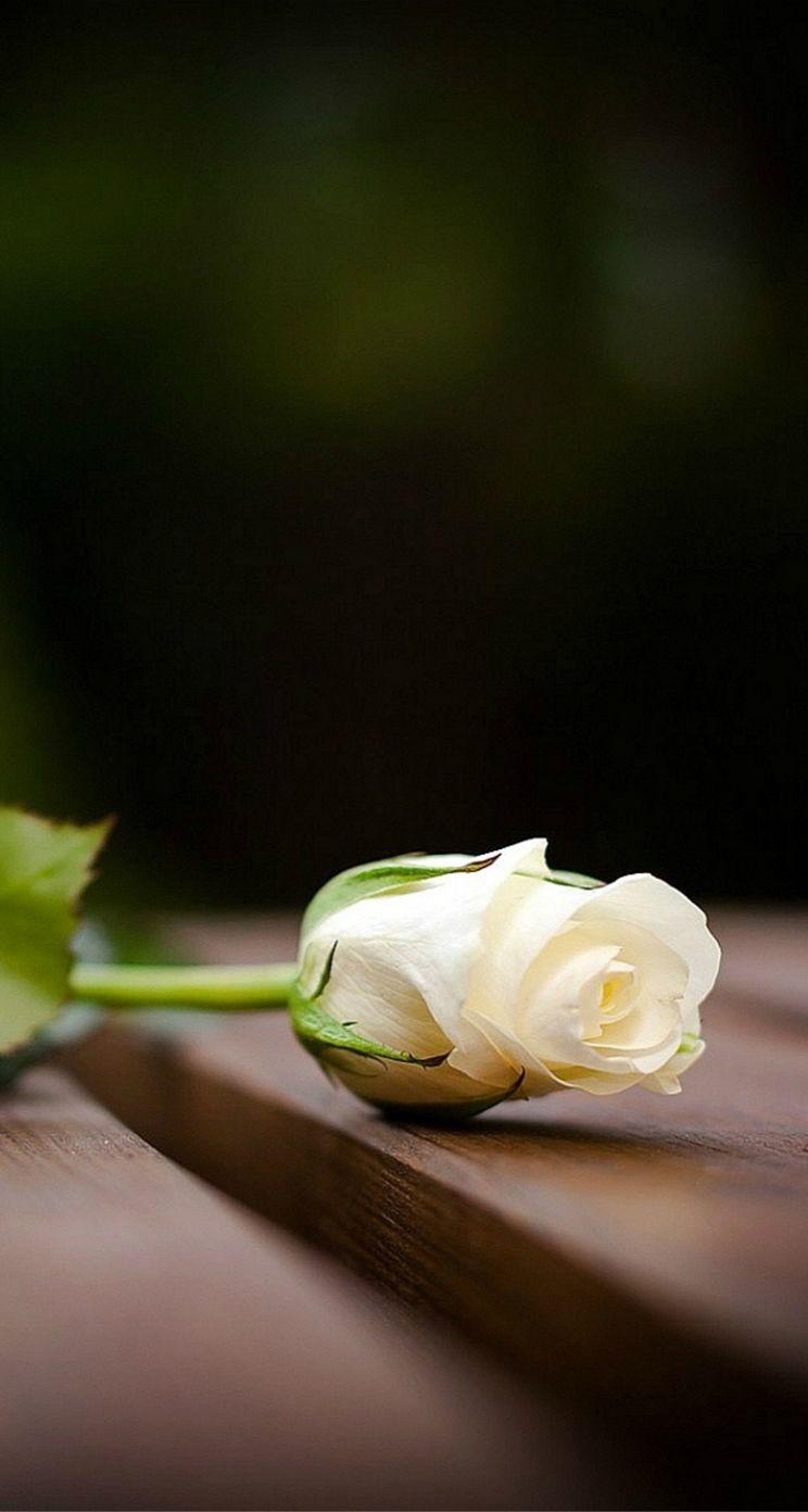 744x1392 White Rose iPhone Wallpaper