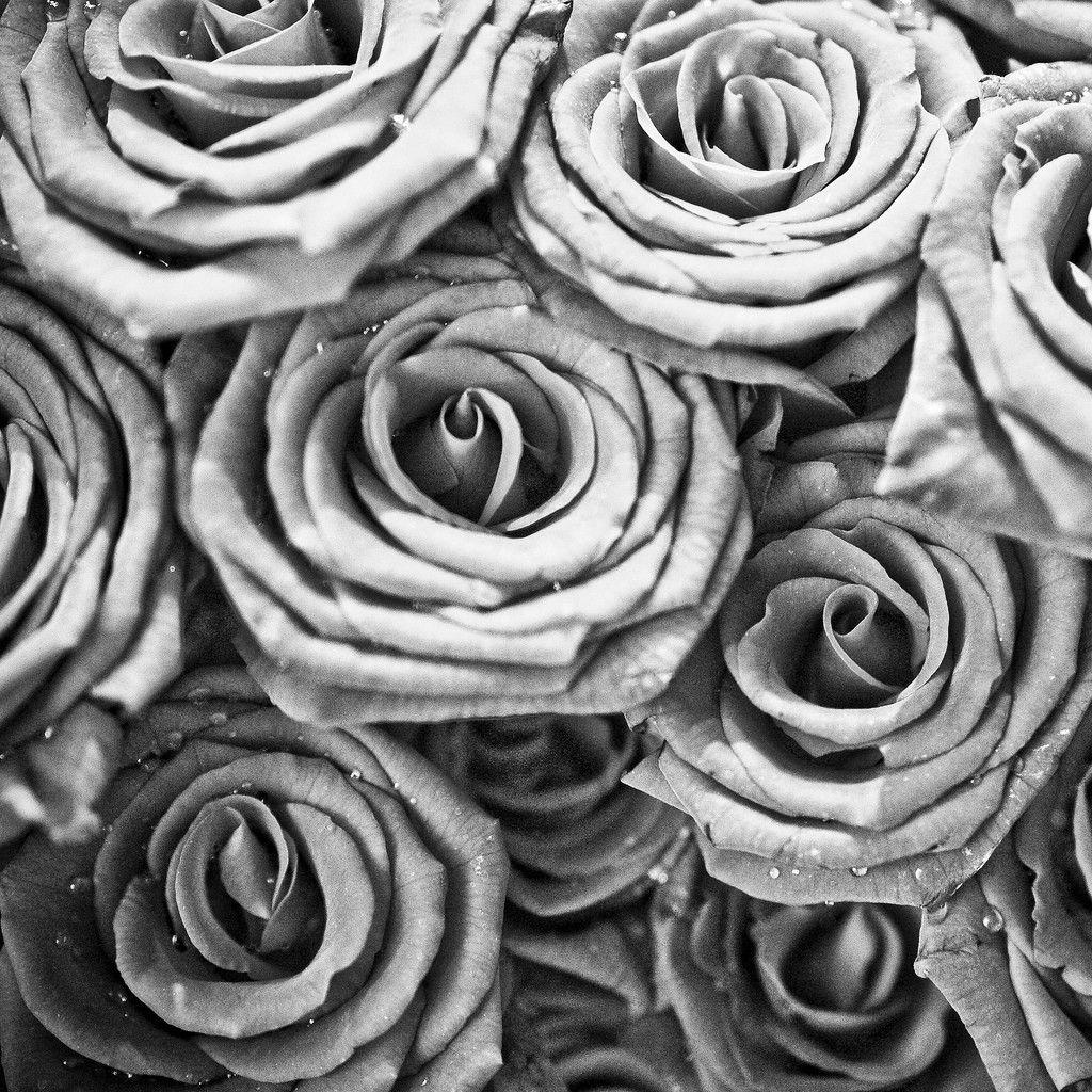 1024x1024 Free download Black And White Rose Wallpaper [1024x1024] for your Desktop, Mobile & Tablet. Explore Black And White Rose Wallpaper. White Flower Wallpaper, White Roses Wallpaper, White Roses Wallpaper for Desktop
