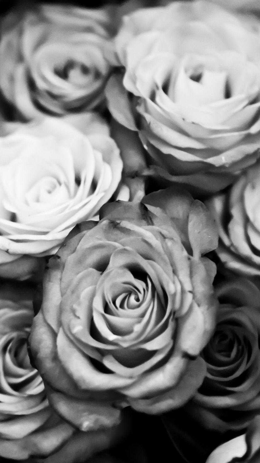 1080x1920 White Rose iPhone Wallpaper