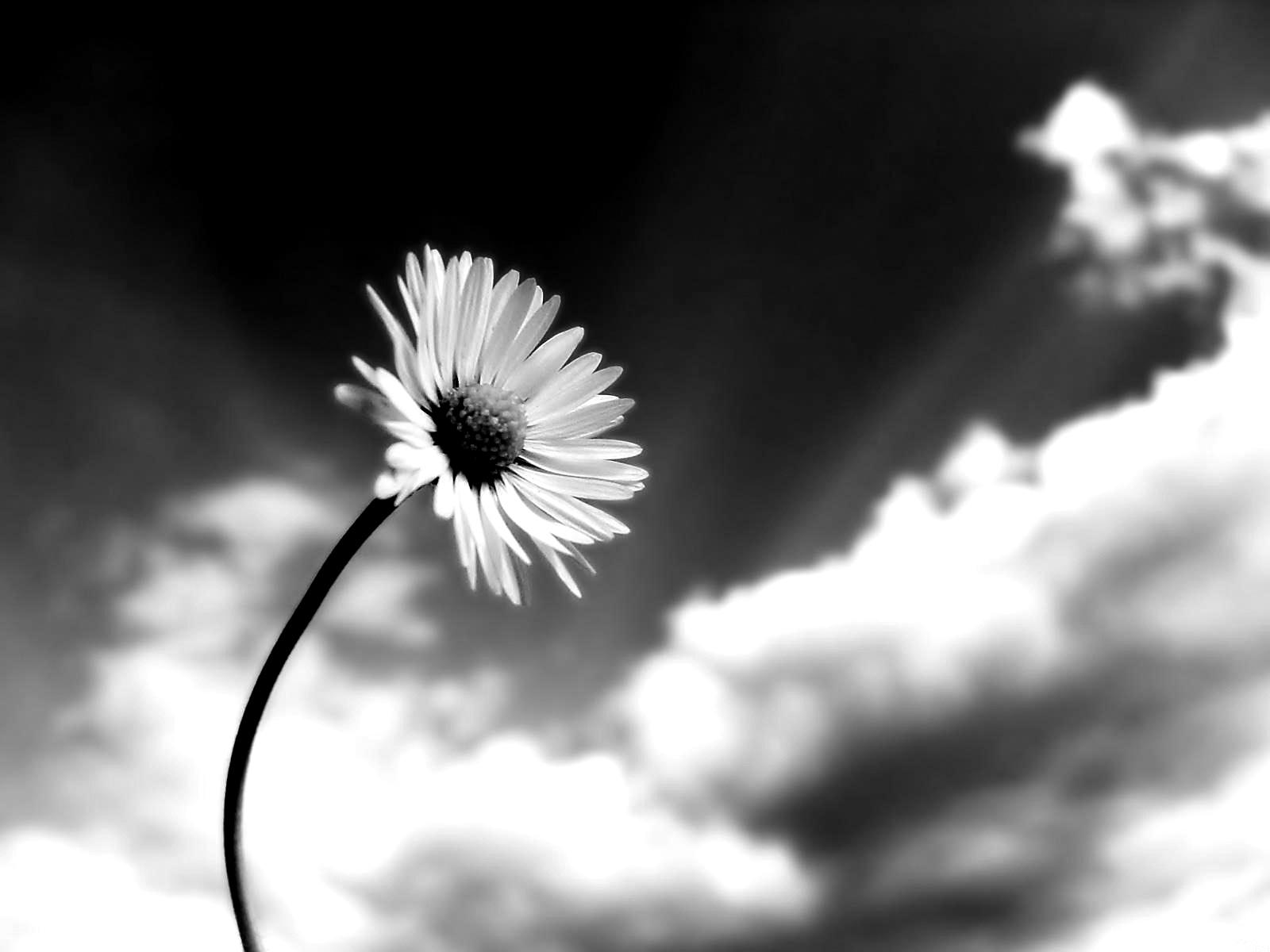1600x1200 Black And White Flowers Wallpaper