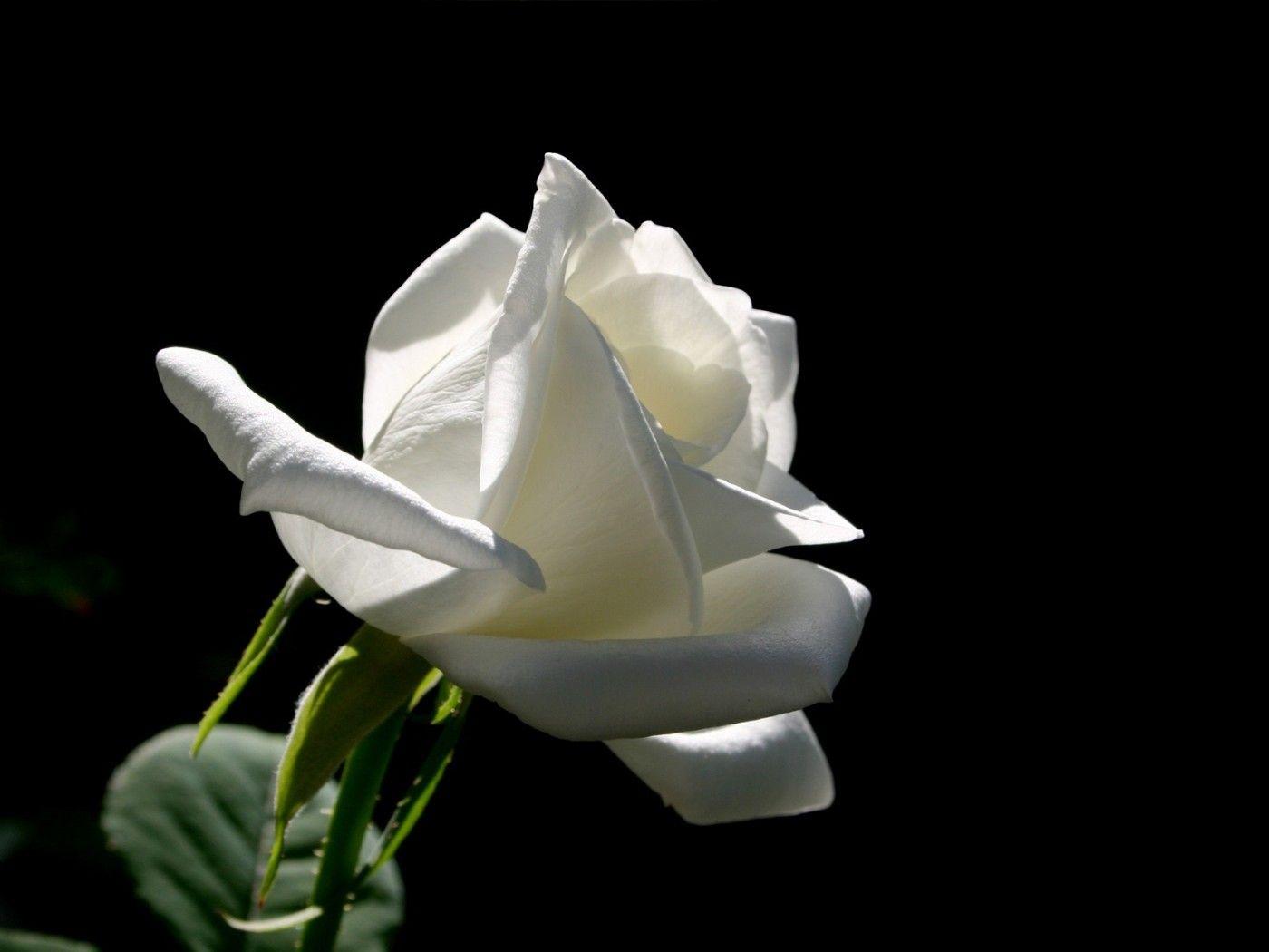 1400x1050 white rose. The White rose on a black background, black, flowers, roses, white. Rose wallpaper, Rose, White roses