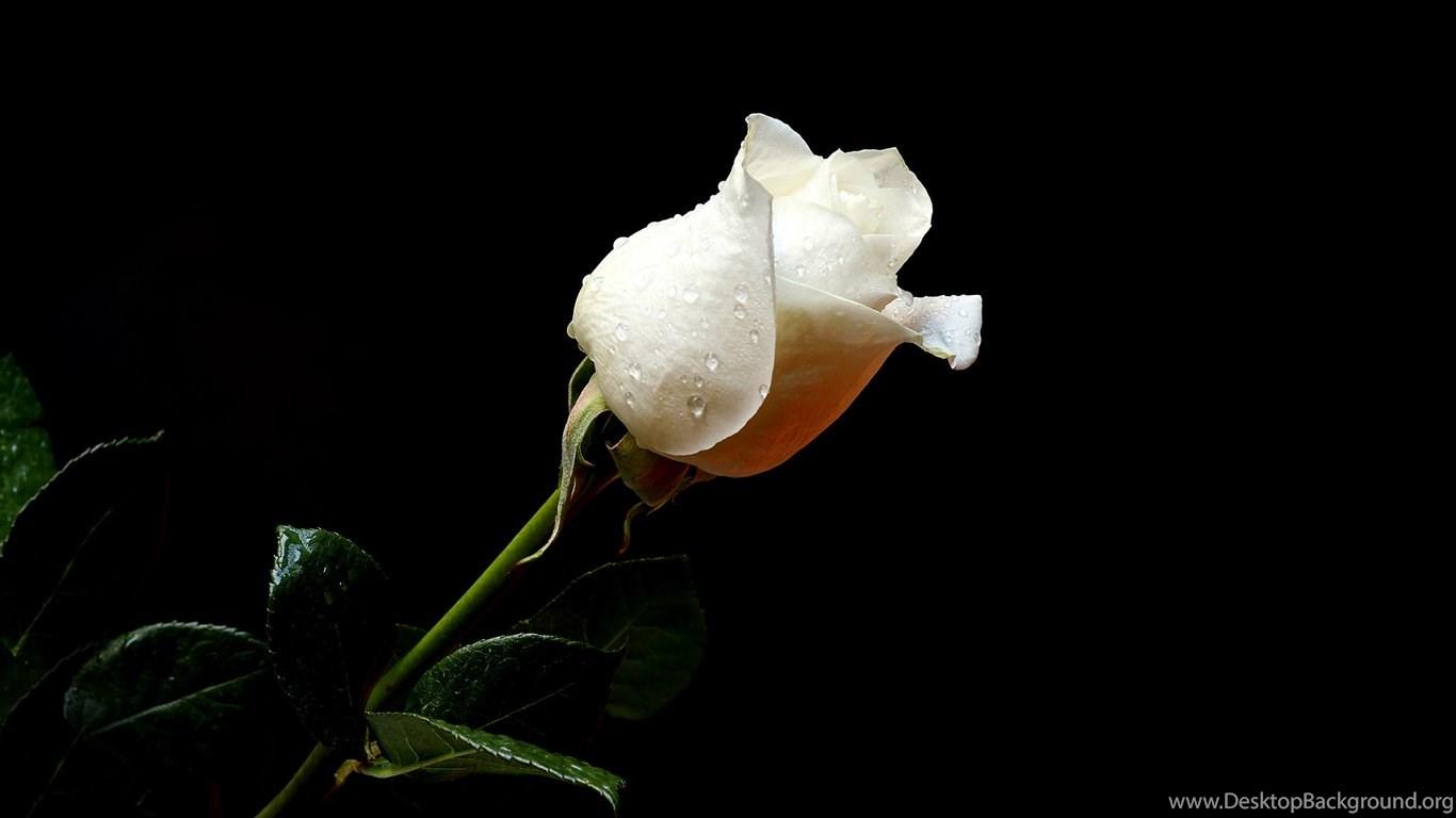 1366x768 New White Rose Flowers Wallpaper Entertainment Only Desktop Background