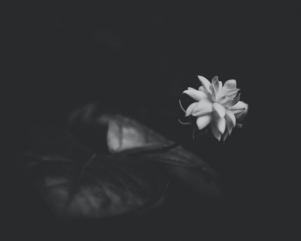 1000x800 Black And White Flower Picture [HD]. Download Free Image