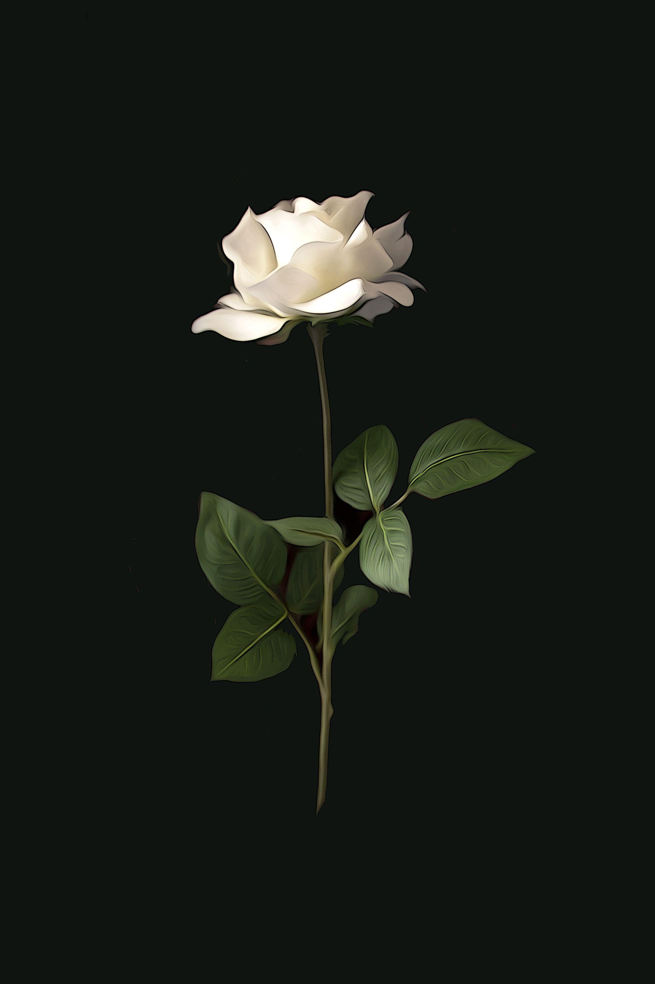 2133x3200 Black And White Rose Background