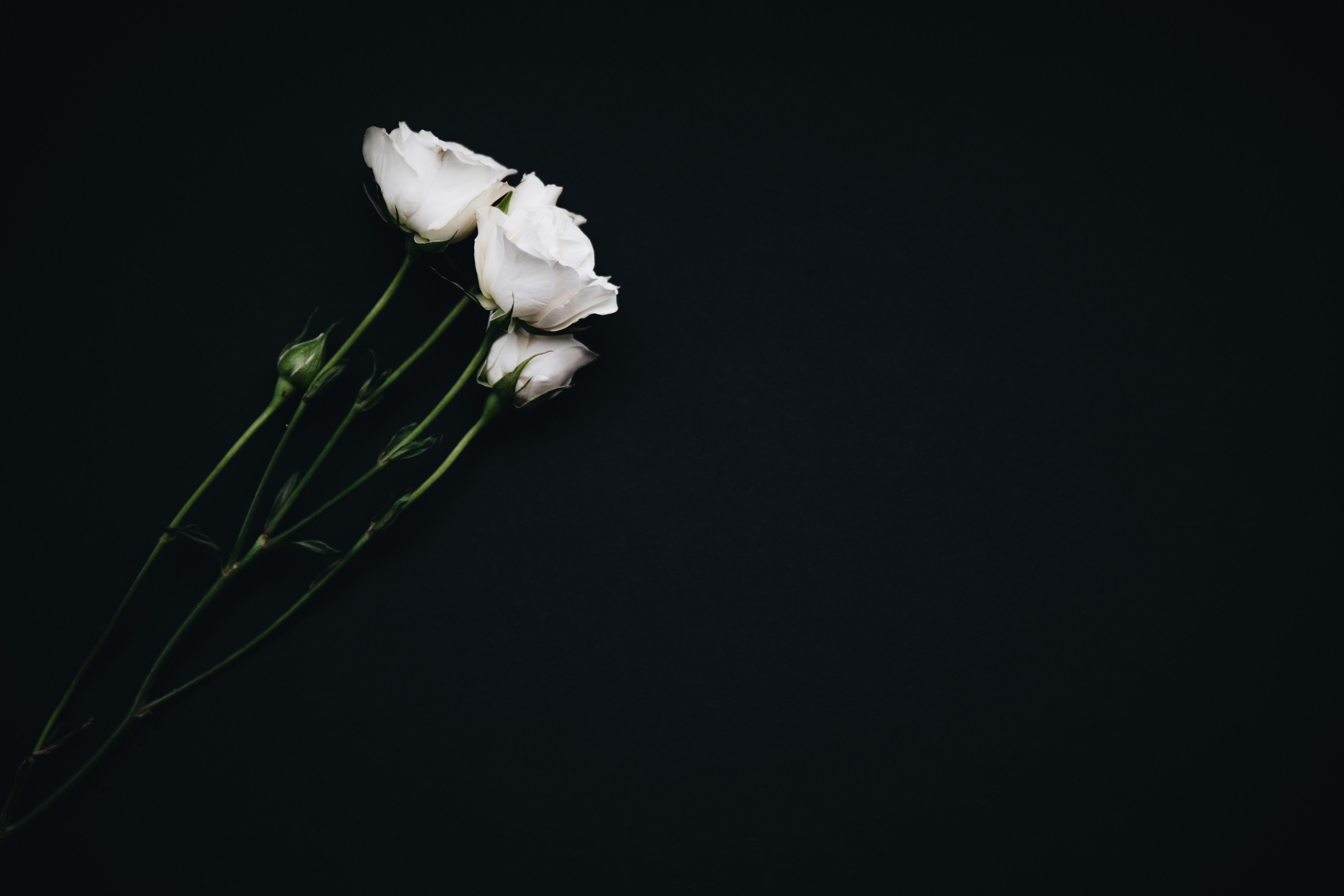 6720x4480 6720x4480 Public domain image, white flower, desktop, apple, black background, white, white rose, green, flower, wallpaper, computer, iphone, rose. Mocah HD Wallpaper