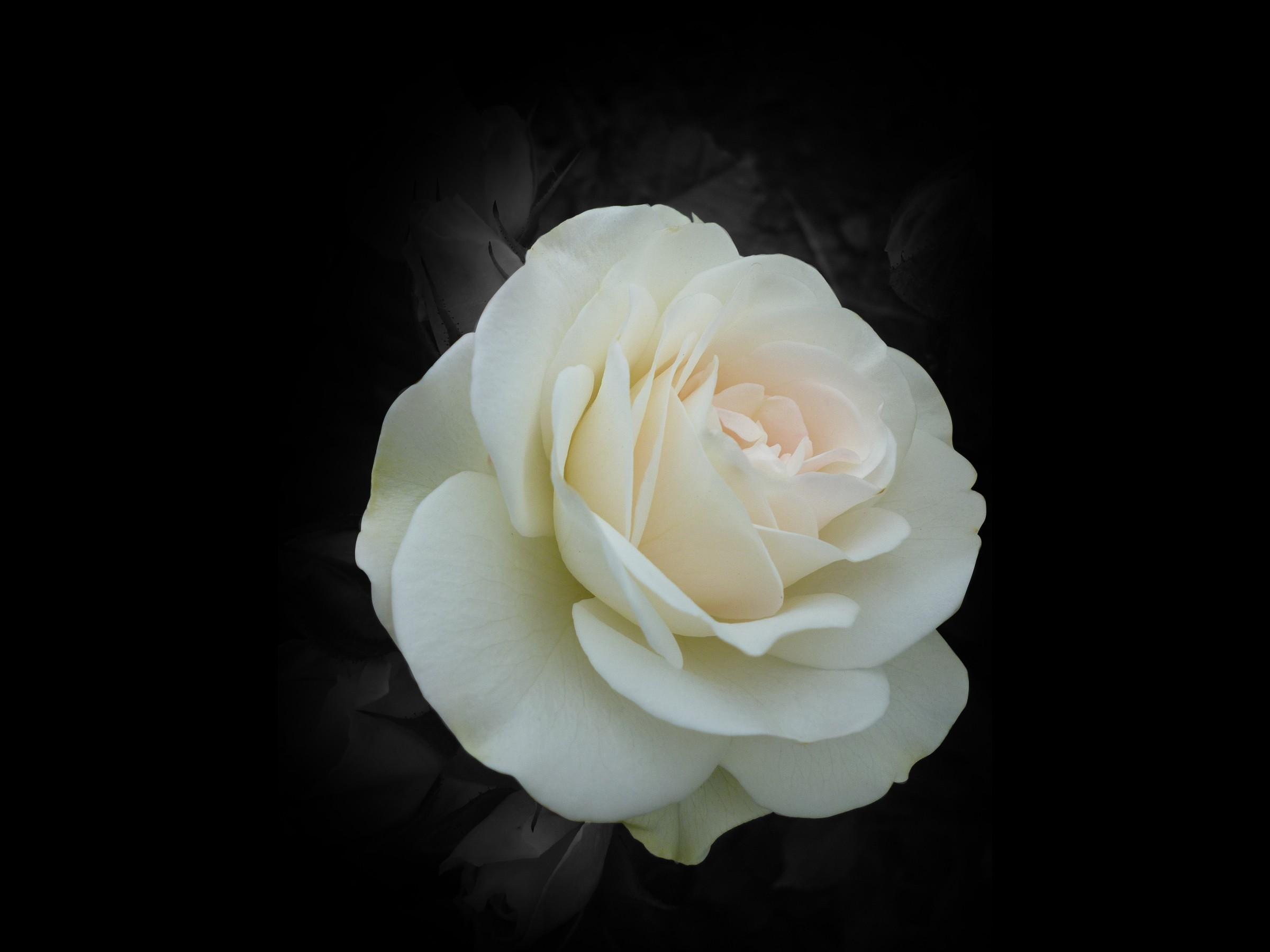 2400x1800 black and white rose wallpaper, white, petal, rose, flower, garden roses
