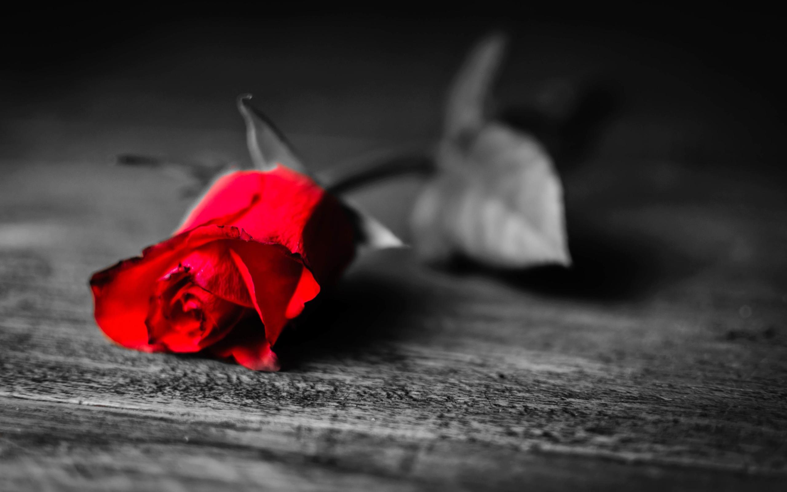 2560x1600 Wallpaper Black and white, only rose flower is red 2560x1600 HD Picture, Image