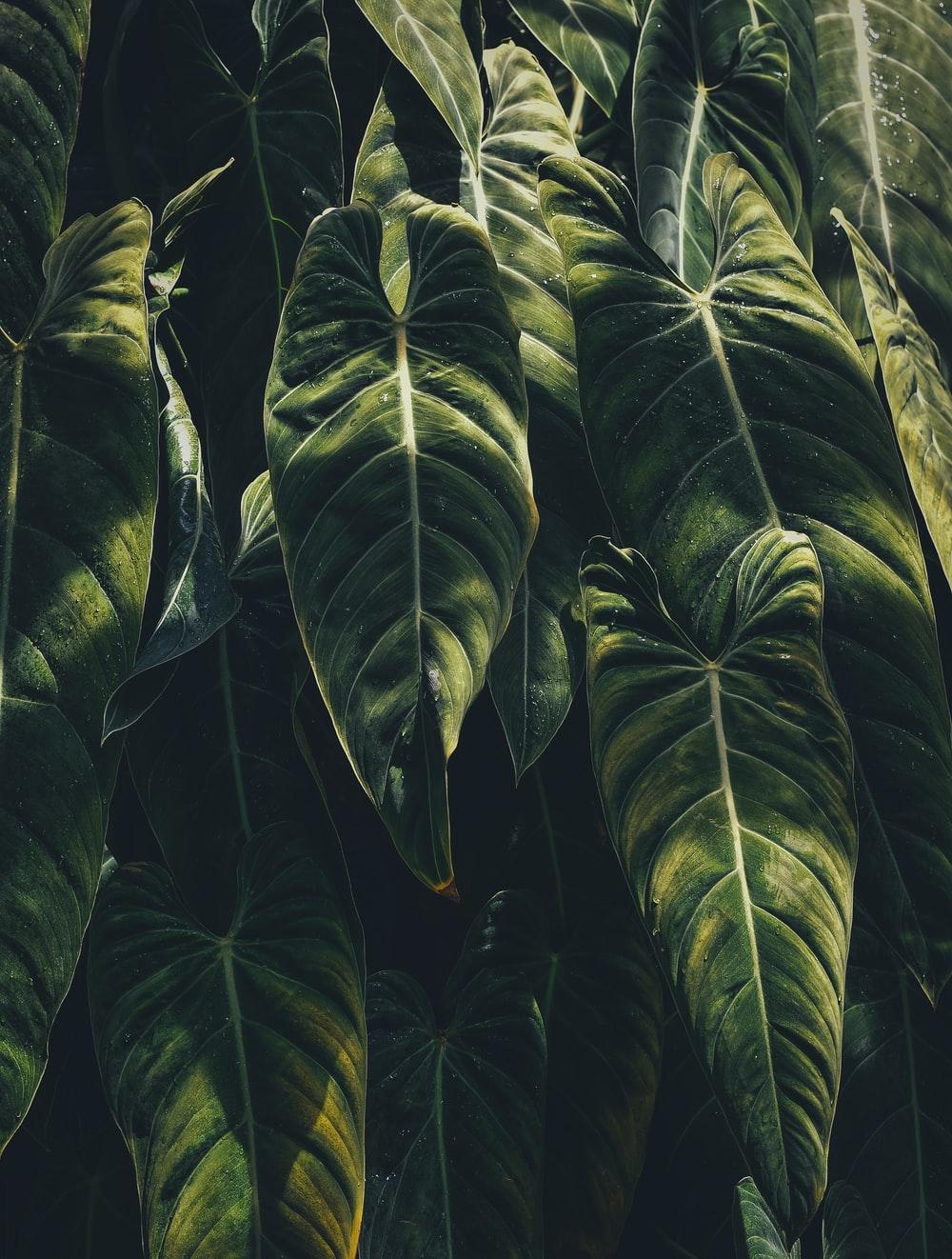 1000x1322 Tropical Picture. Download Free Image