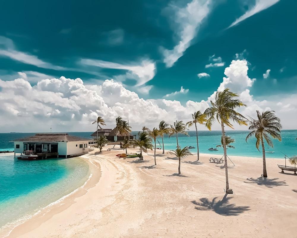 1000x800 Tropical Wallpaper: Free HD Download [HQ]