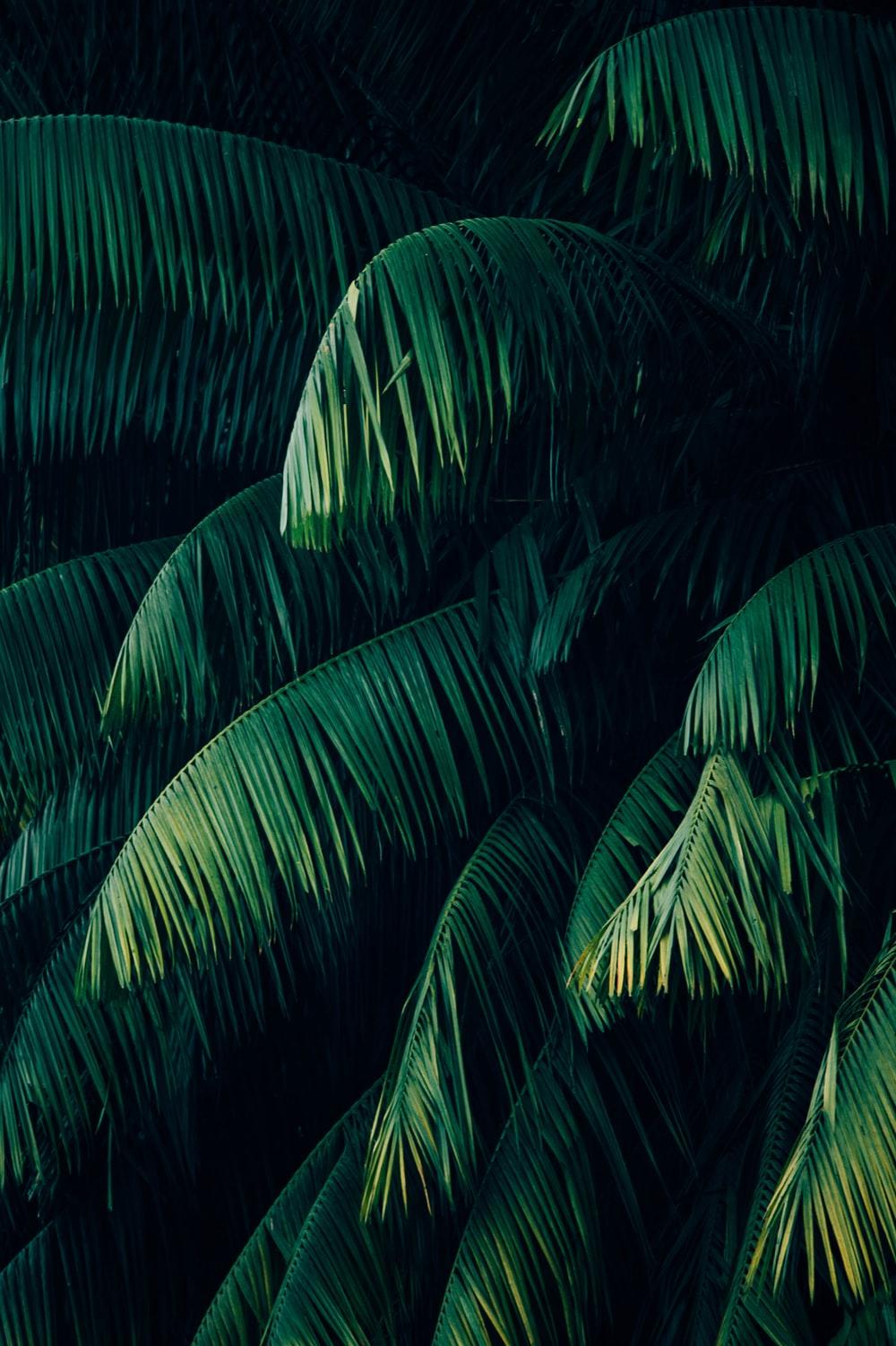 1000x1502 Tropical Plants Picture. Download Free Image
