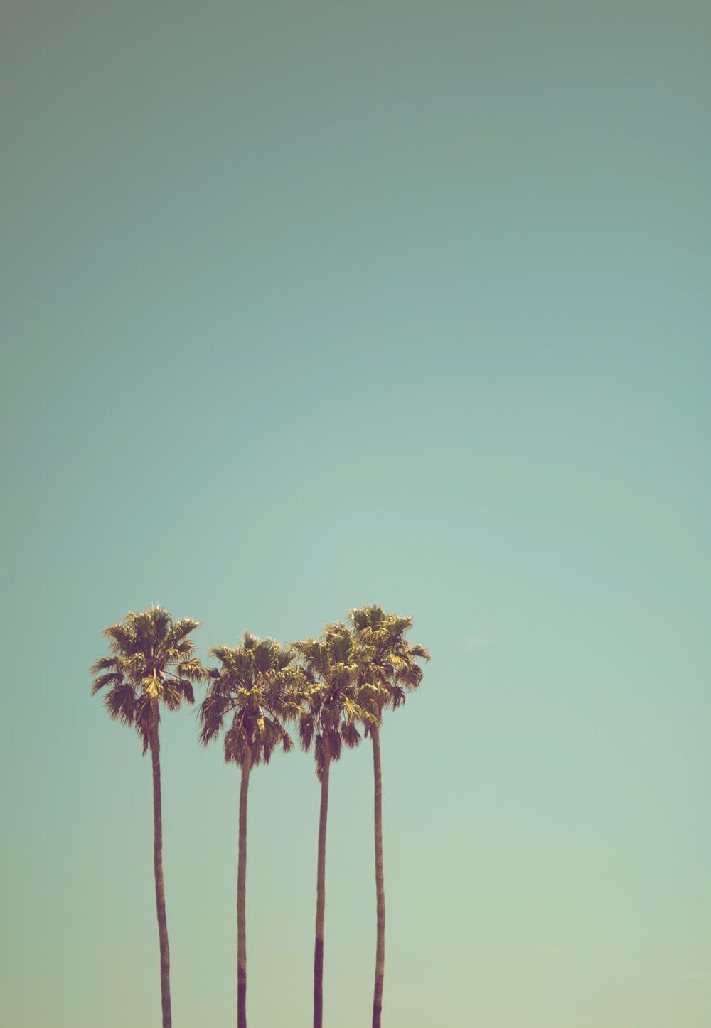 Minimal Tropical Wallpapers - Top Free Minimal Tropical Backgrounds