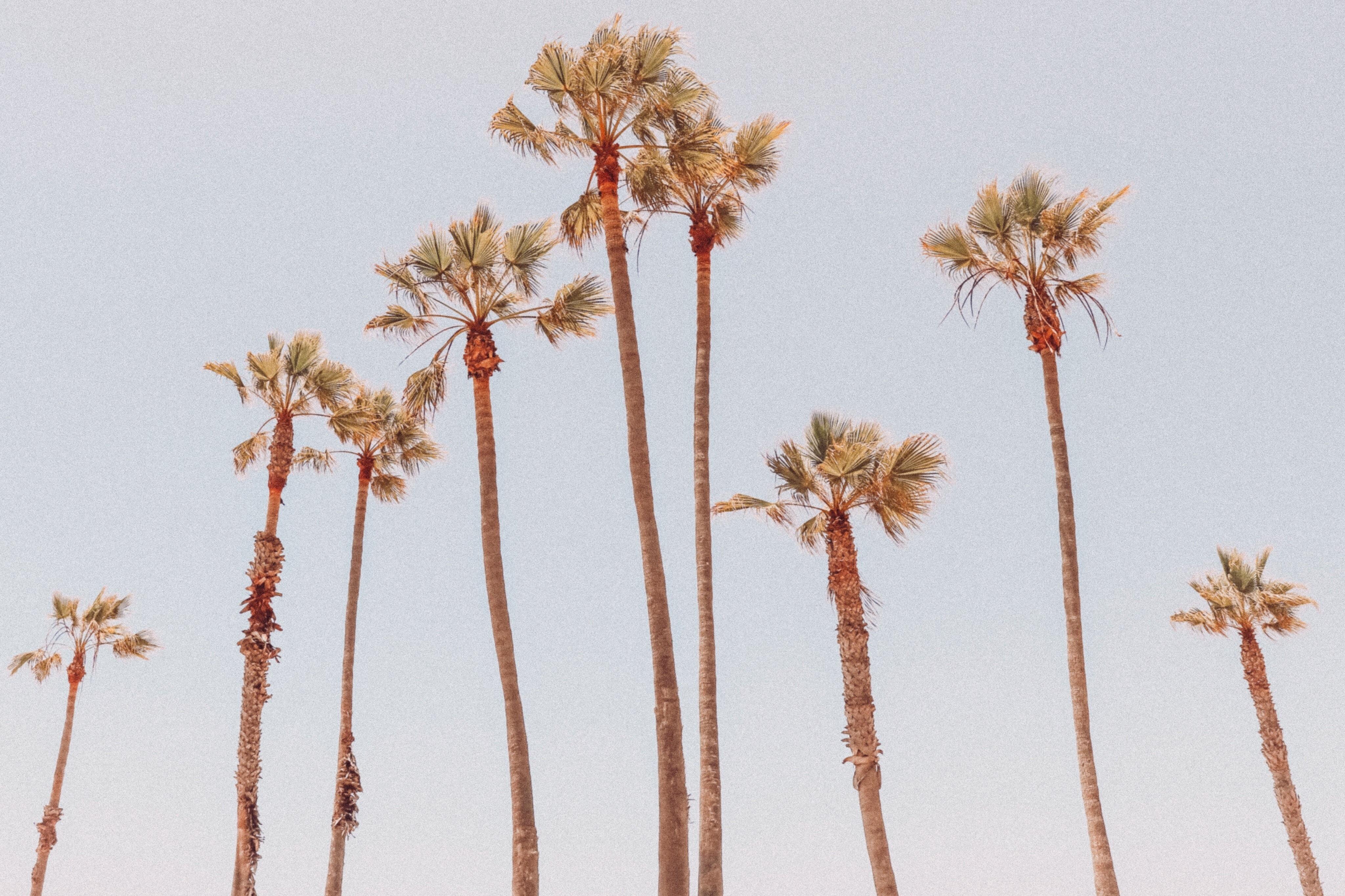 Minimal Tropical Wallpapers - Top Free Minimal Tropical Backgrounds
