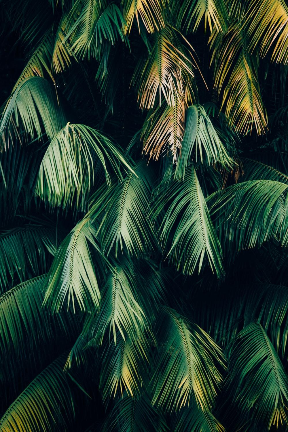 1000x1502 Tropical Green Picture. Download Free Image