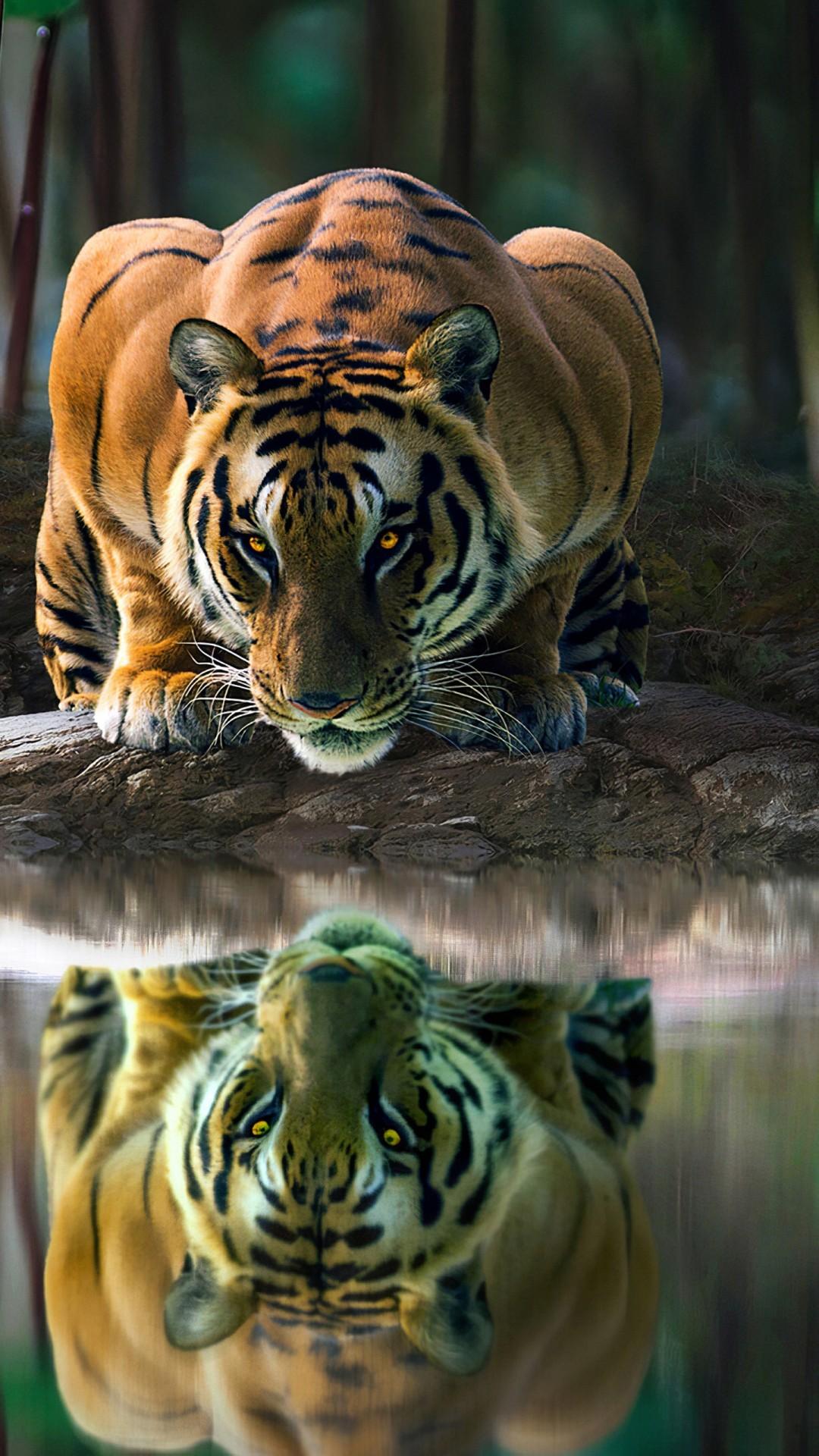 1080x1920 Tiger With Glowing Eyes Is Drinking Water 4K HD Animals Wallpaper
