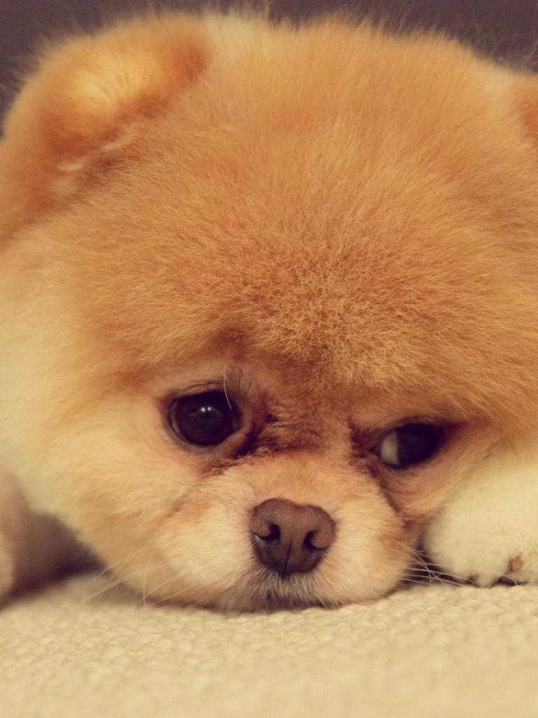 768x1024 Free download HD Dogs Wallpaper and Photo HD Animals Wallpaper 1680x1050 [1680x1050] for your Desktop, Mobile & Tablet. Explore Wallpaper of Dogs. Dog Wallpaper for Walls, Funny Wallpaper of