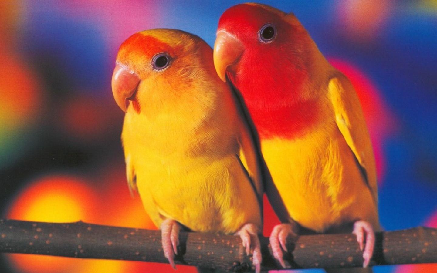 1440x900 Birds