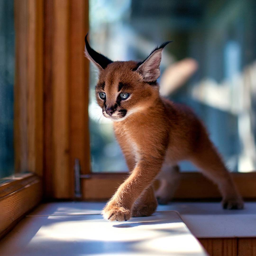 1080x1080 Caracal wallpaper, Animal, HQ Caracal pictureK Wallpaper 2019