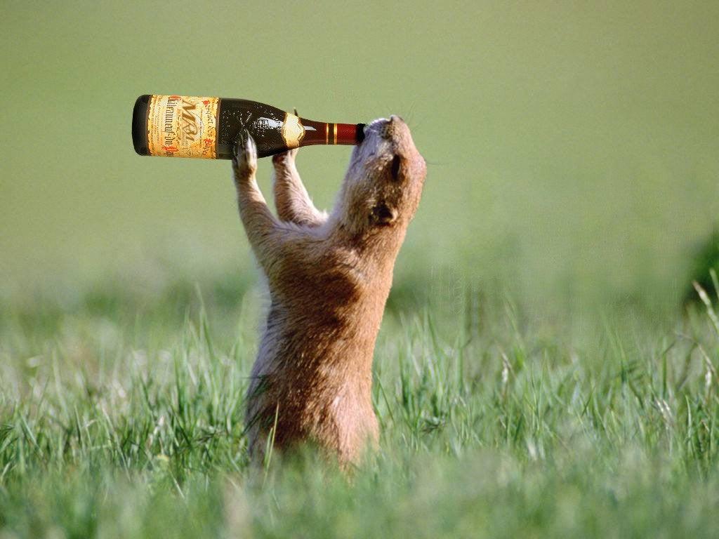 1024x768 The sadest animal with drinking bear: aww