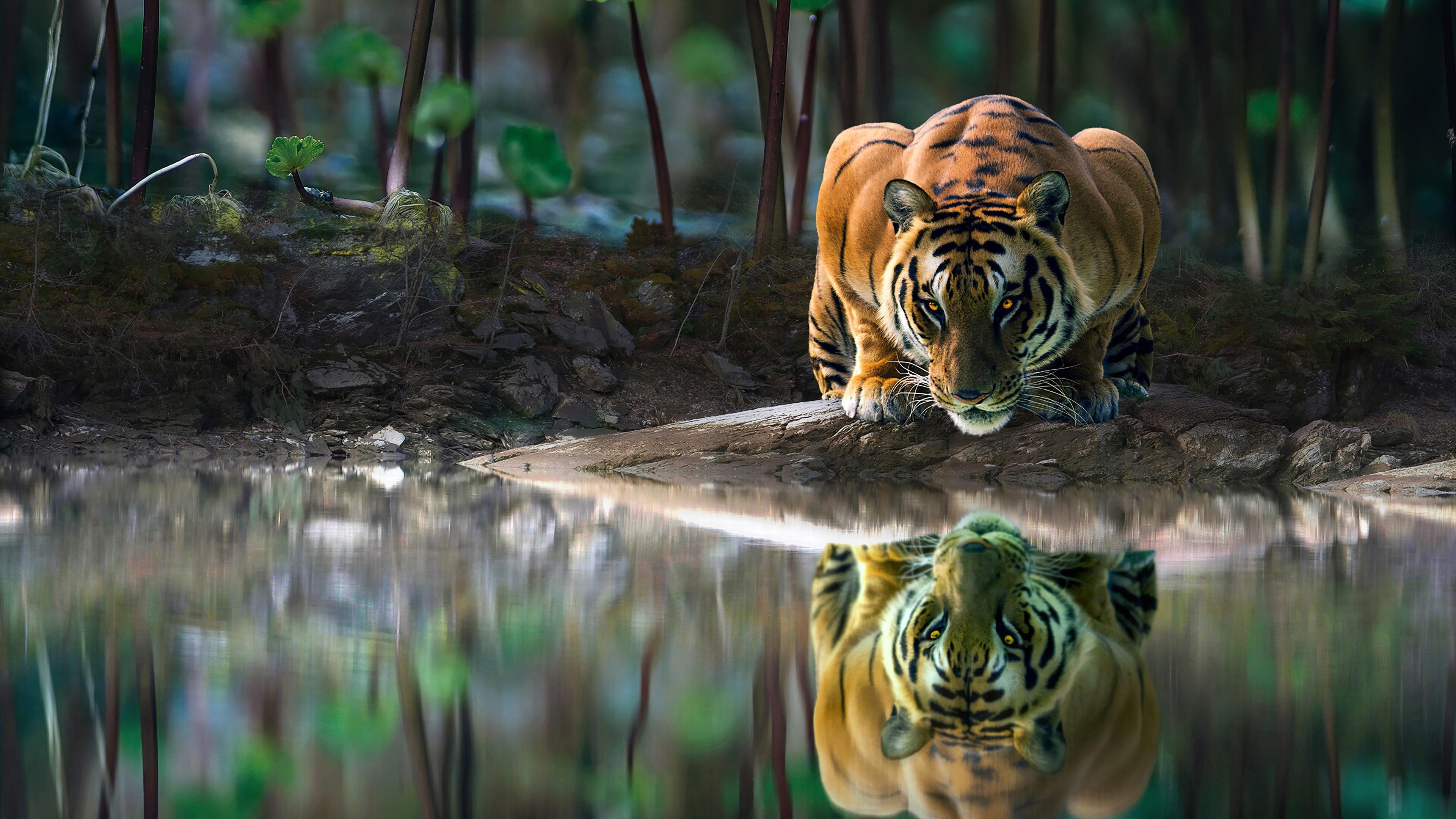 3840x2160 Tiger With Glowing Eyes Is Drinking Water 4K HD Animals Wallpaper