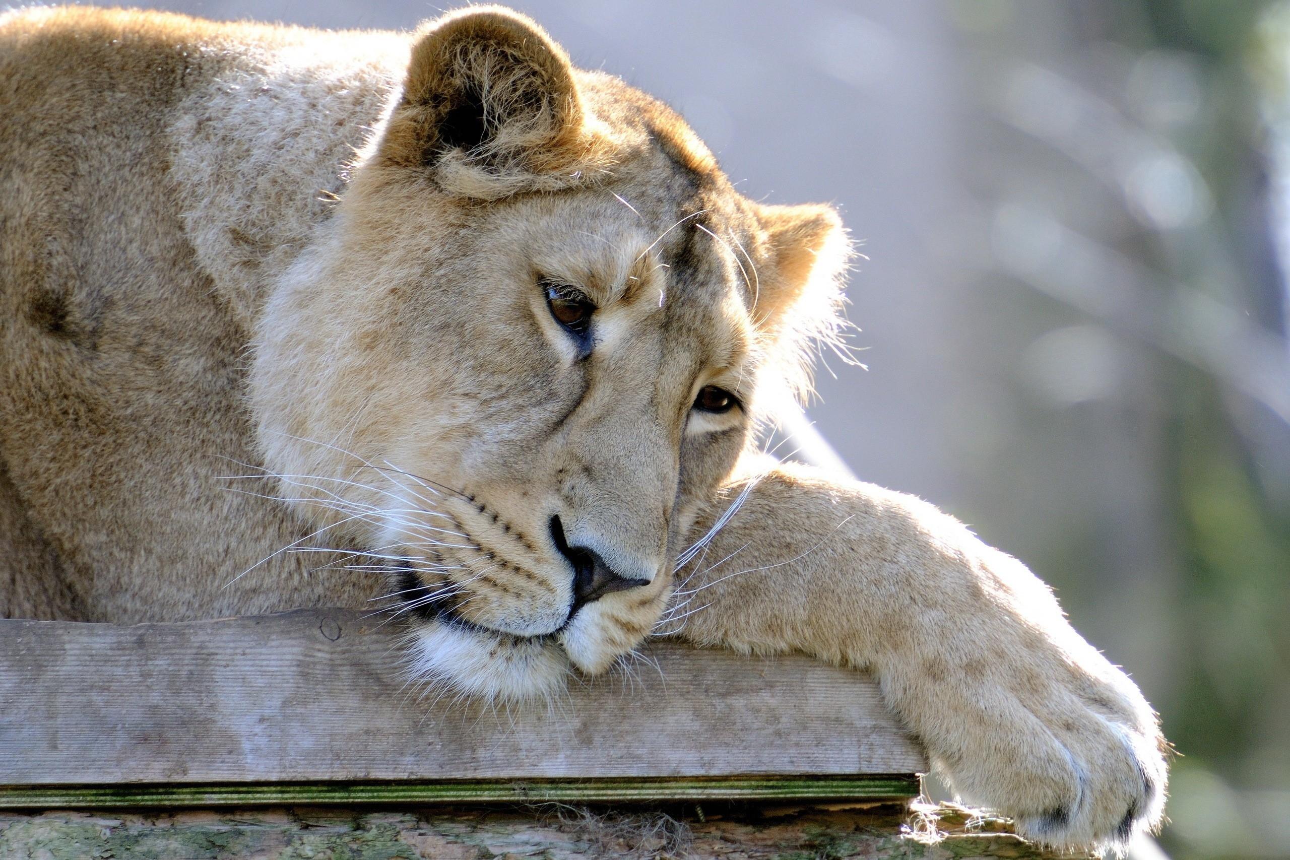 2560x1707 animals sad lions 2560x1707 wallpaper High Quality Wallpaper, High Definition Wallpaper