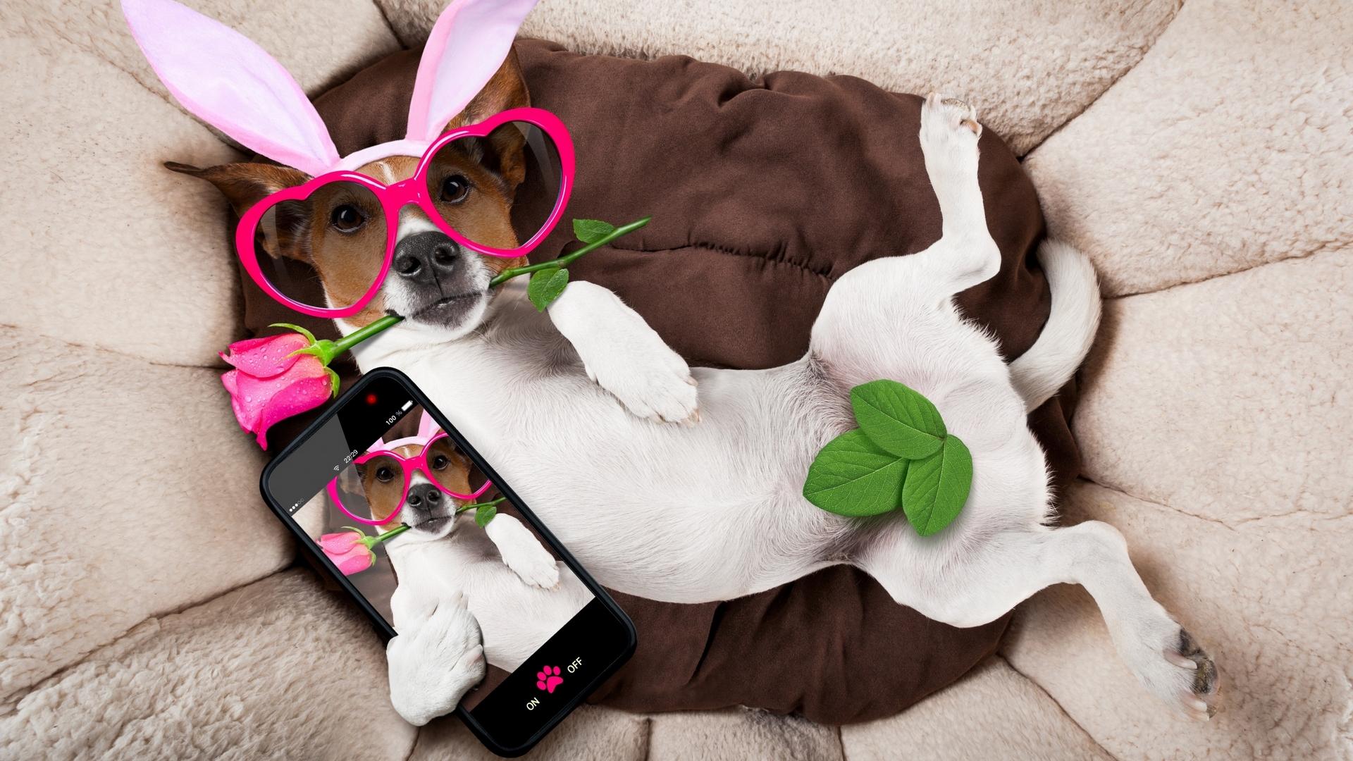 1920x1080 Funny HD wallpaper, Background