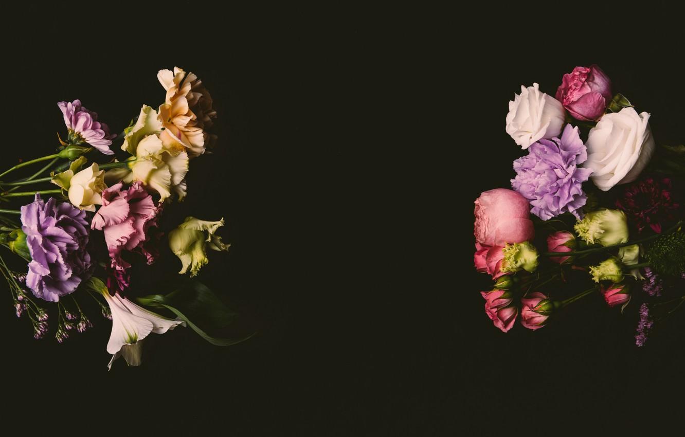 1332x850 Wallpaper flowers, roses, colorful, pink, black background, black, pink, flowers, background, lilac, roses, violet, clove image for desktop, section цветы