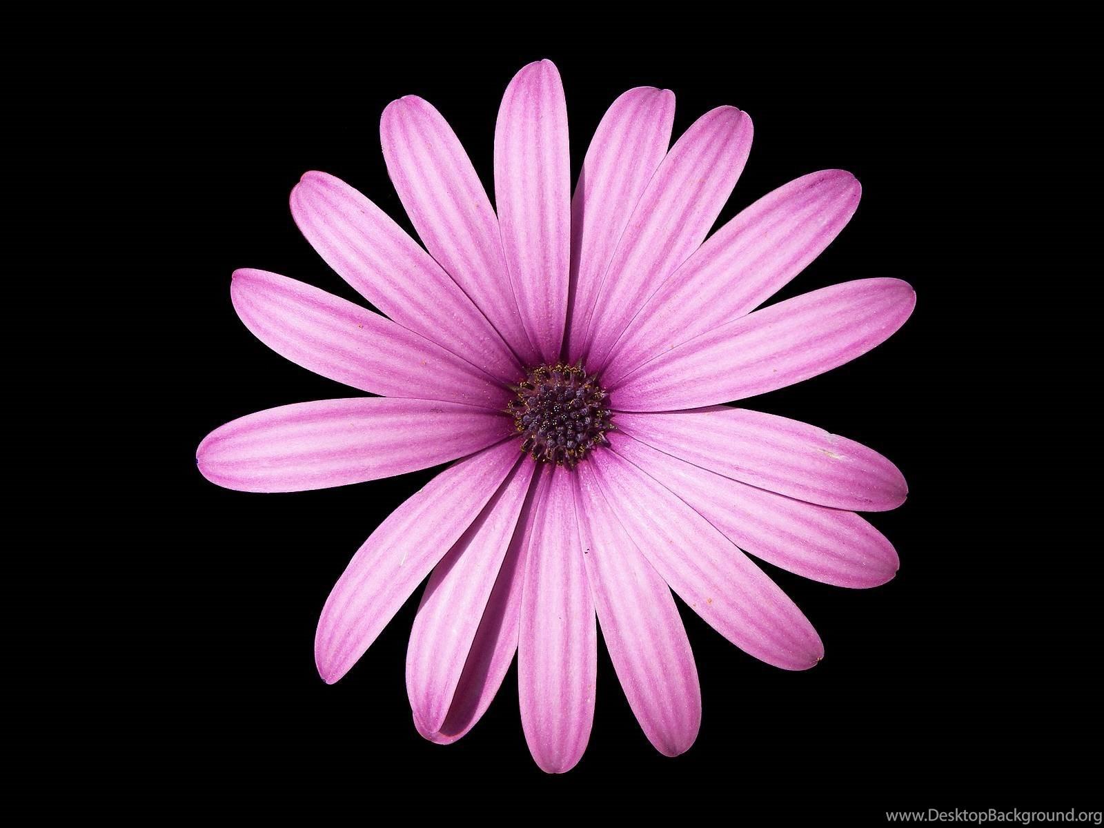 1600x1200 Flower Wallpaper Tumblr HD Black And White Widescreen Download Desktop Background