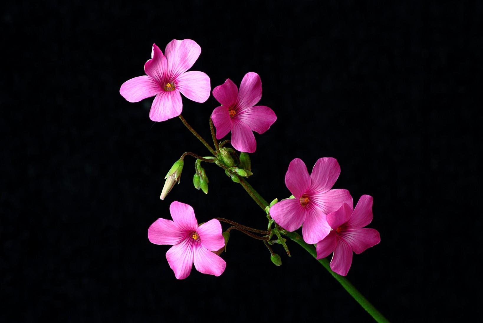 1638x1096 Free download Pink And Black Flower Wallpaper Image [1638x1096] for your Desktop, Mobile & Tablet. Explore Pink And Black Flower Wallpaper. Black and Pink Flower Wallpaper, Pink and