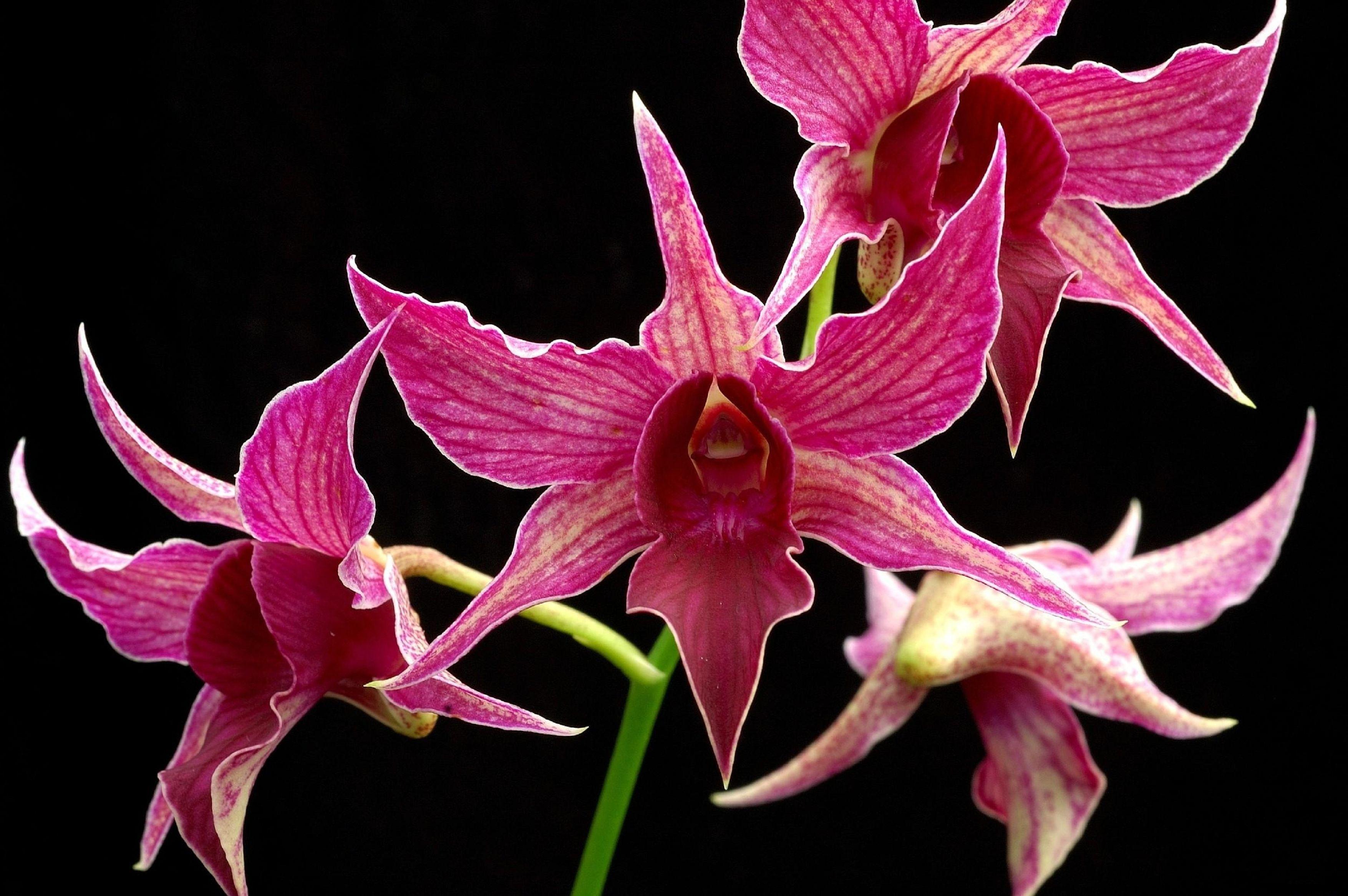 3509x2333 Orchid, Flower, Branch, Pink, Exotic, Black, Background, background, free, photo