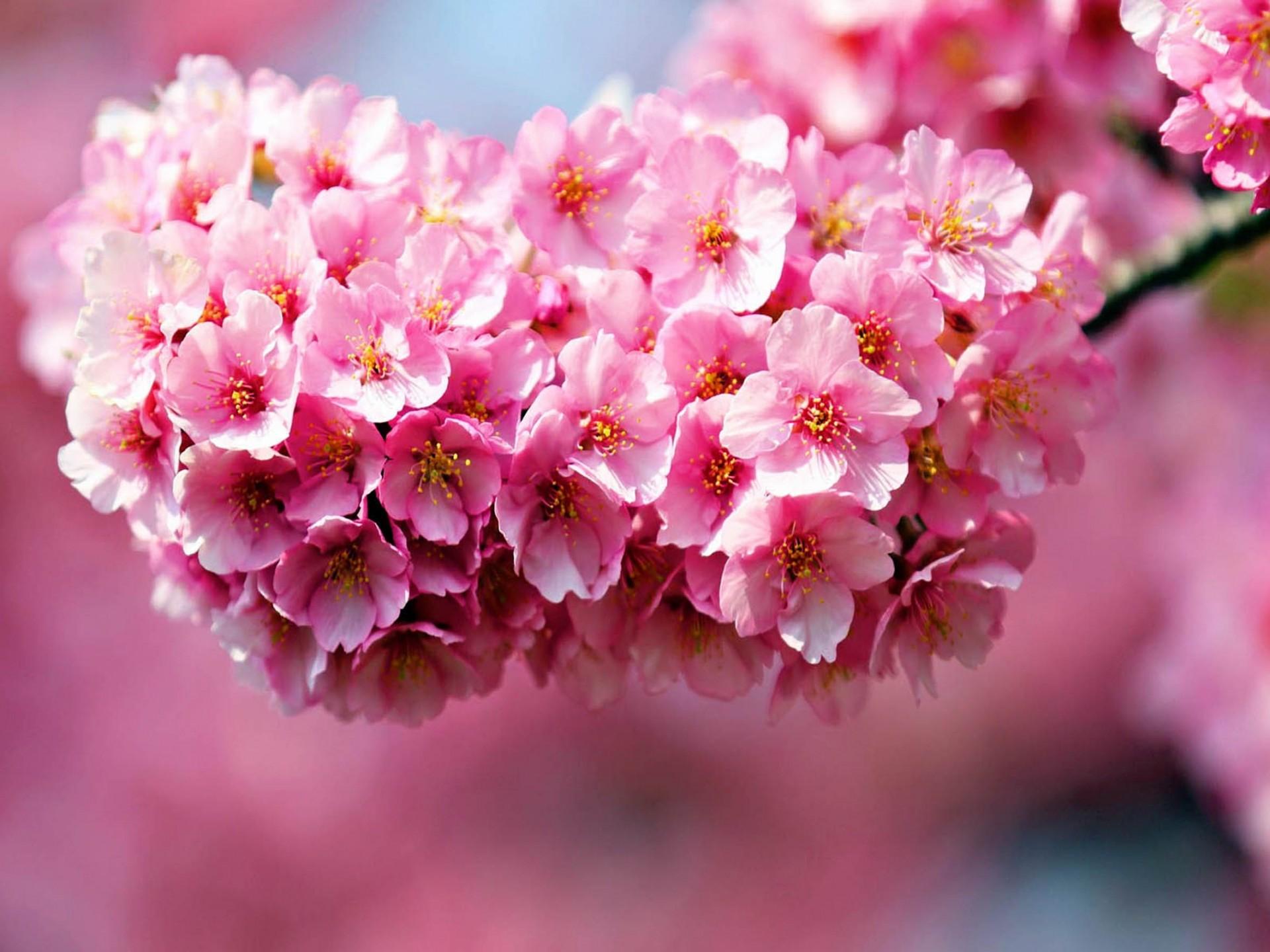 1920x1440 Gorgeous Pink Flower Desktop Wallpaper :
