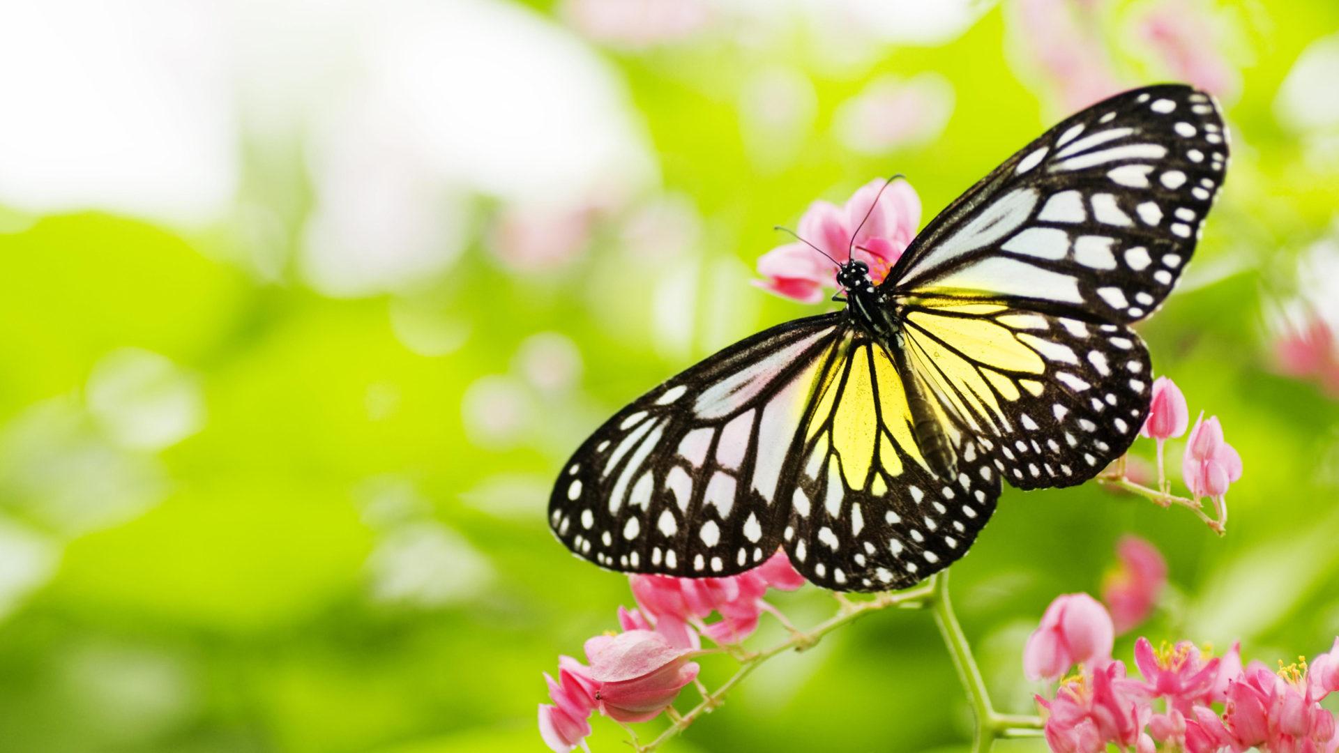 1920x1080 Insects Black And White Butterfly With Yellow Color On Pink Flowers Desktop HD Wallpaper For Mobile Phones And Computer 3840x2400 :