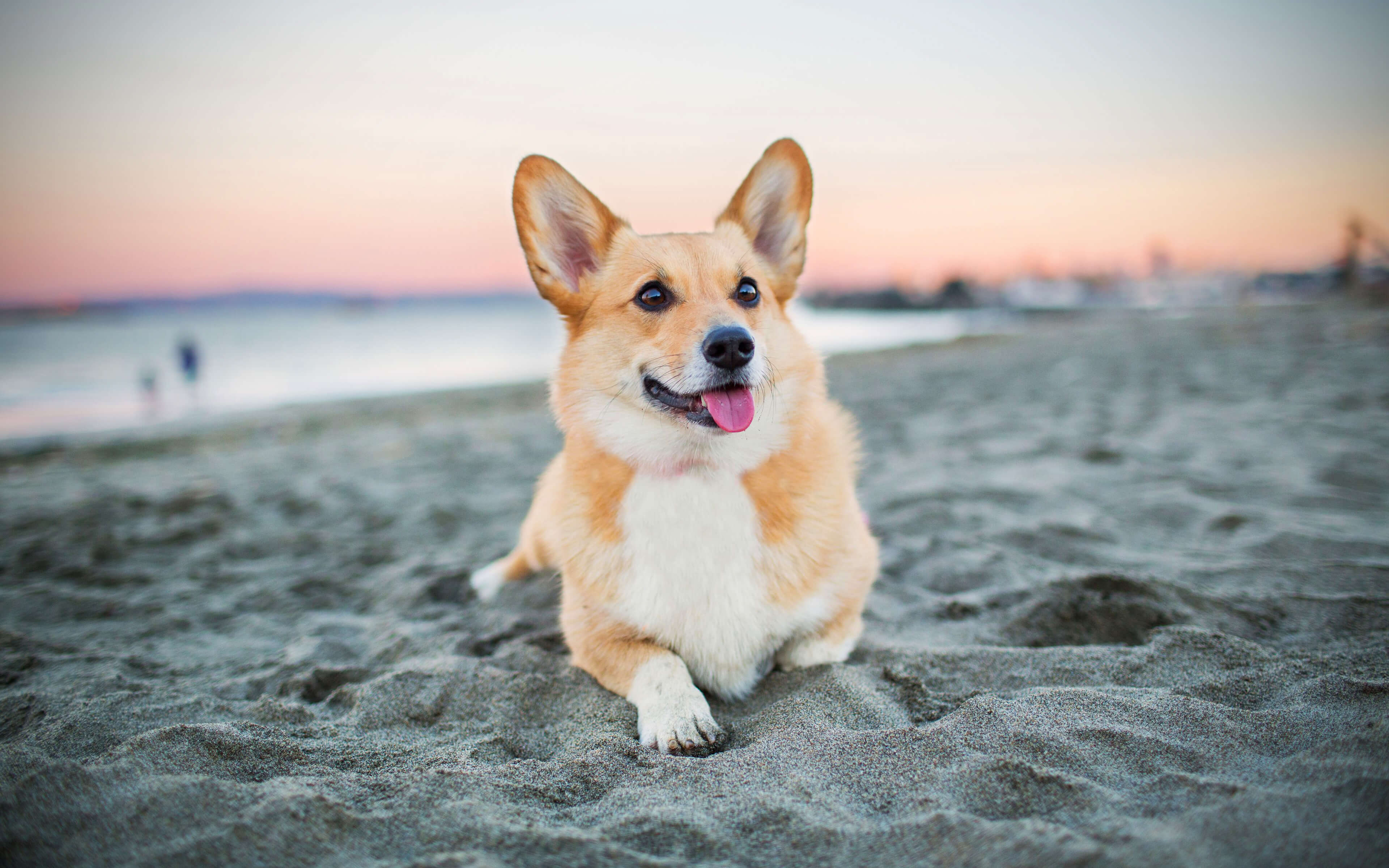 3840x2400 Corgi Beach Wallpaper 69012 3840x2400px