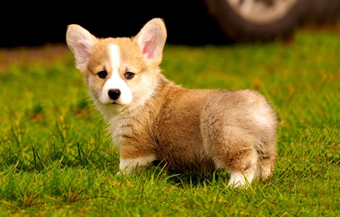 1164x744 Corgi Puppy Wallpaper