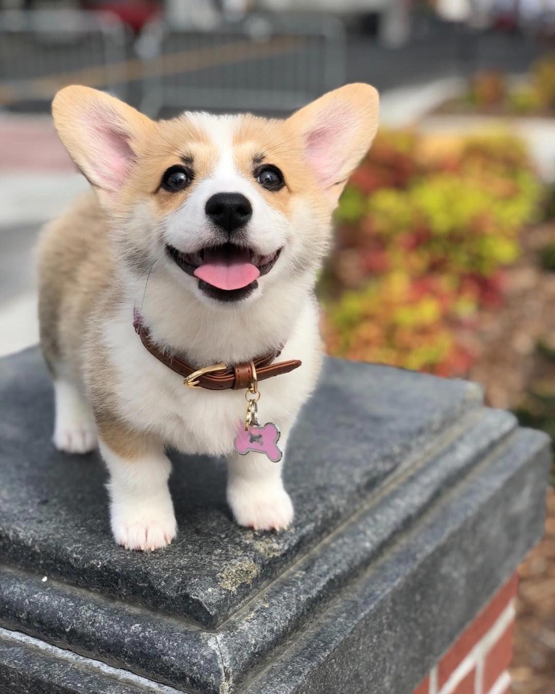 1080x1350 Cute Dogs And Puppies Wallpaper HD. Cute corgi puppy, Puppies, Corgi dog
