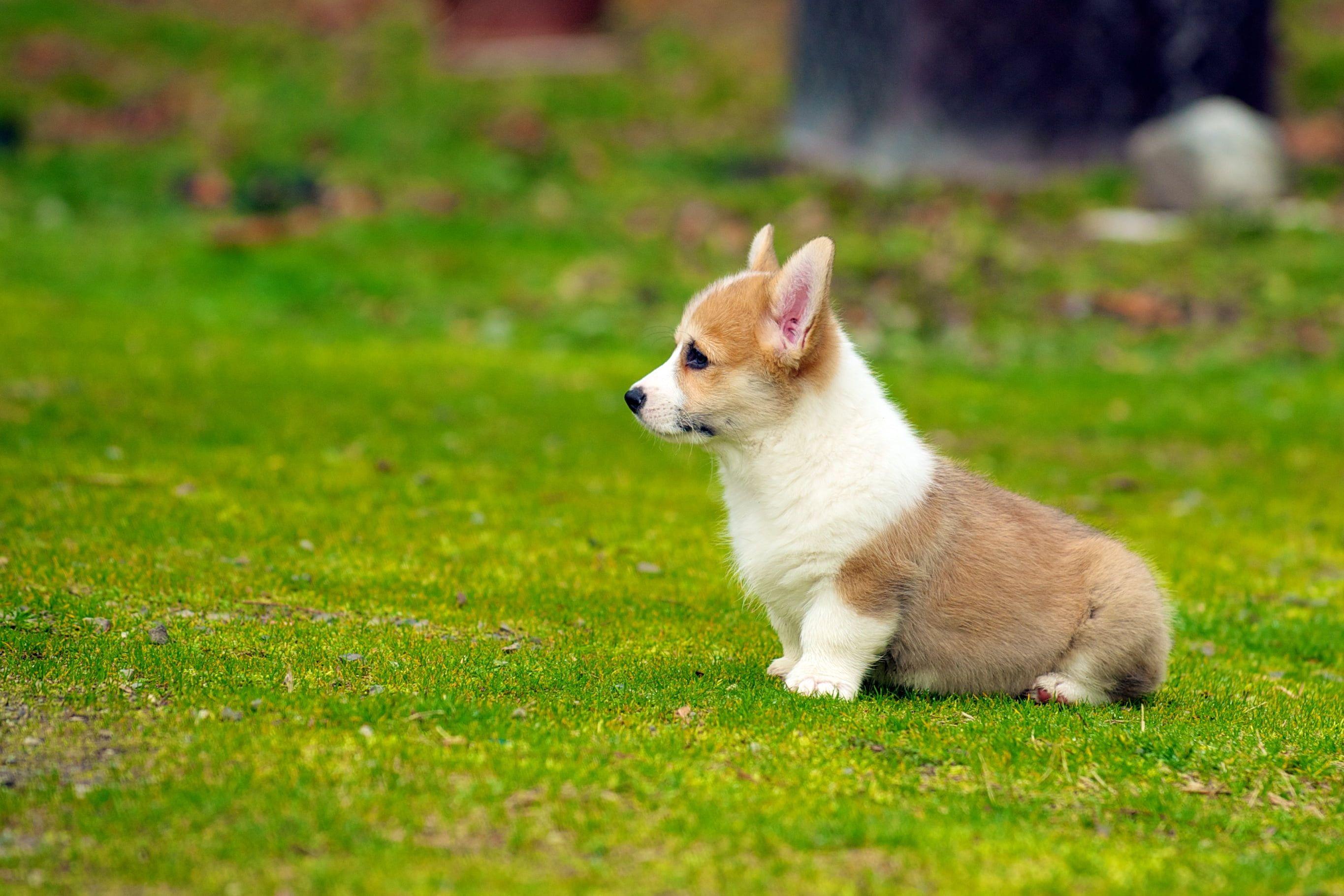 2730x1820 Corgi Dog HD Wallpaper Download