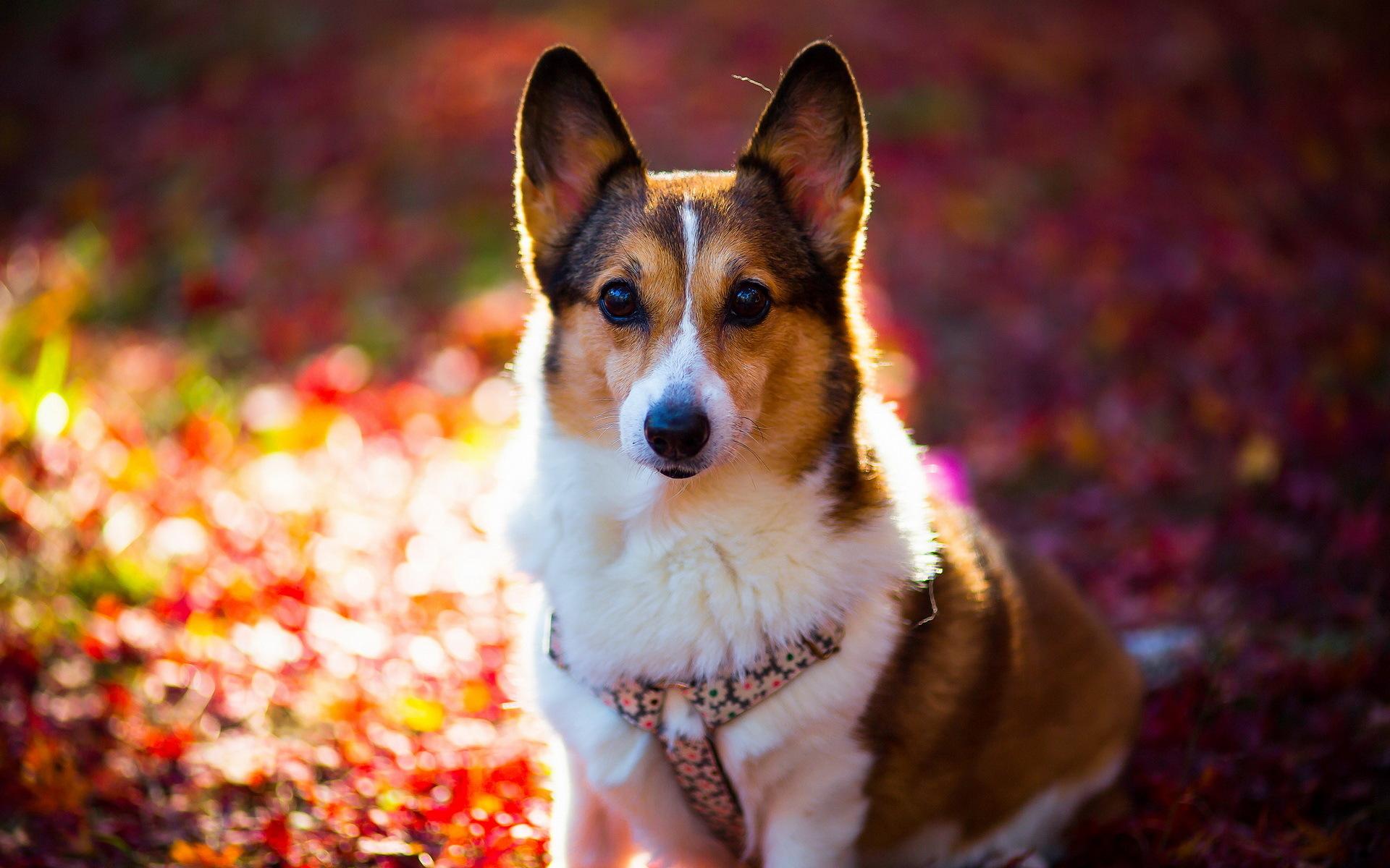 1920x1200 Corgi Dog Wallpaper 49391 1920x1200px