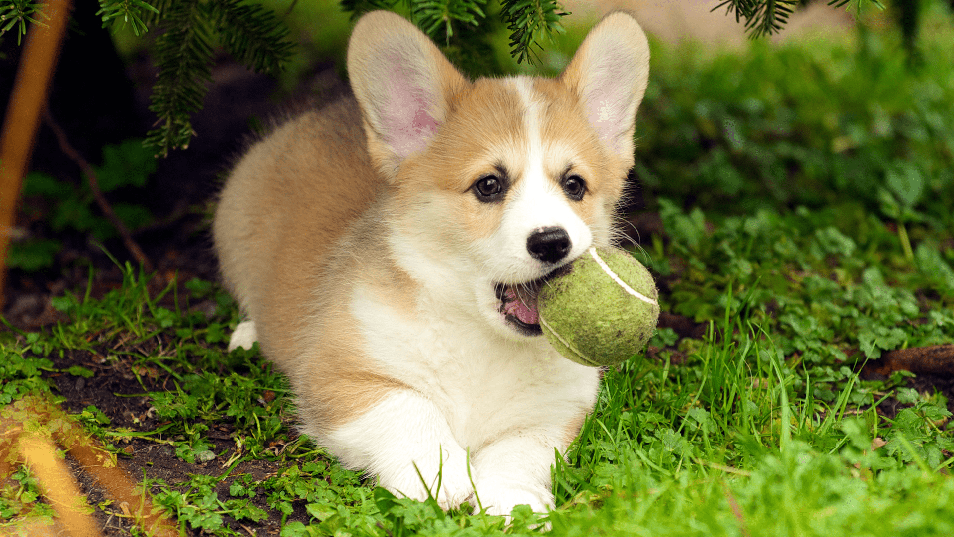 1920x1080 #Corgi, #puppies, #Collie, #dog, wallpaper. Mocah HD Wallpaper