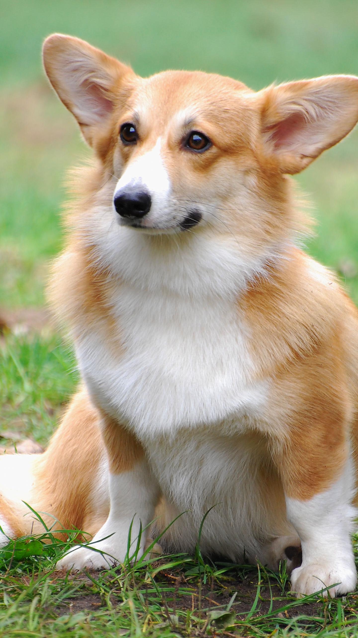1440x2560 Free download welsh corgi newborn pembroke welsh corgi pembroke welsh corgi dog [1814x2710] for your Desktop, Mobile & Tablet. Explore Corgi Puppies Wallpaper. Welsh Corgi Wallpaper, Corgi Wallpaper for