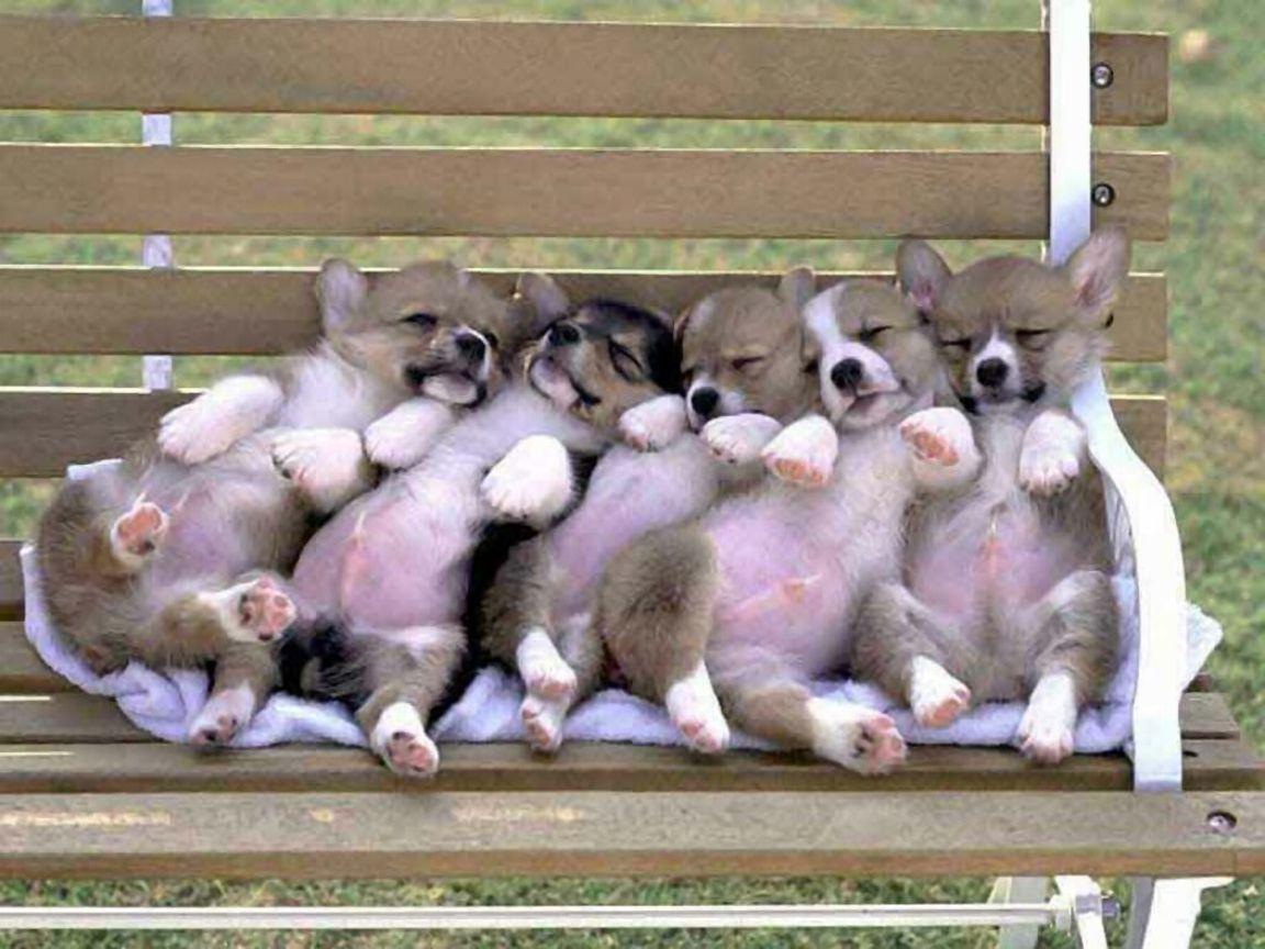 1152x864 Welsh Corgi Cute Puppies Dog Wallpaper for your Computer Desktop