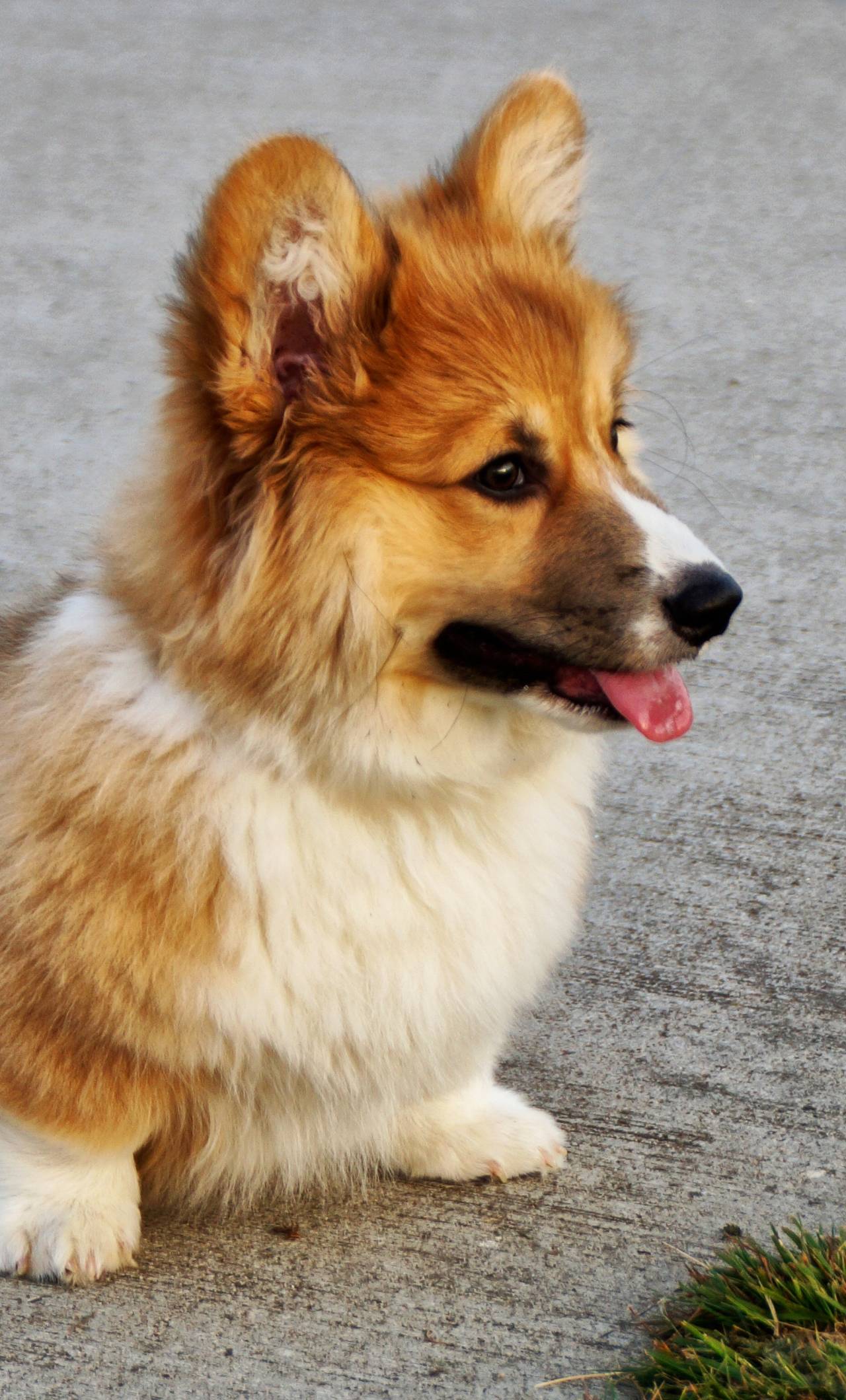 1280x2120 welsh corgi, puppy, dog iPhone 6 plus Wallpaper, HD Animals 4K Wallpaper, Image, Photo and Background