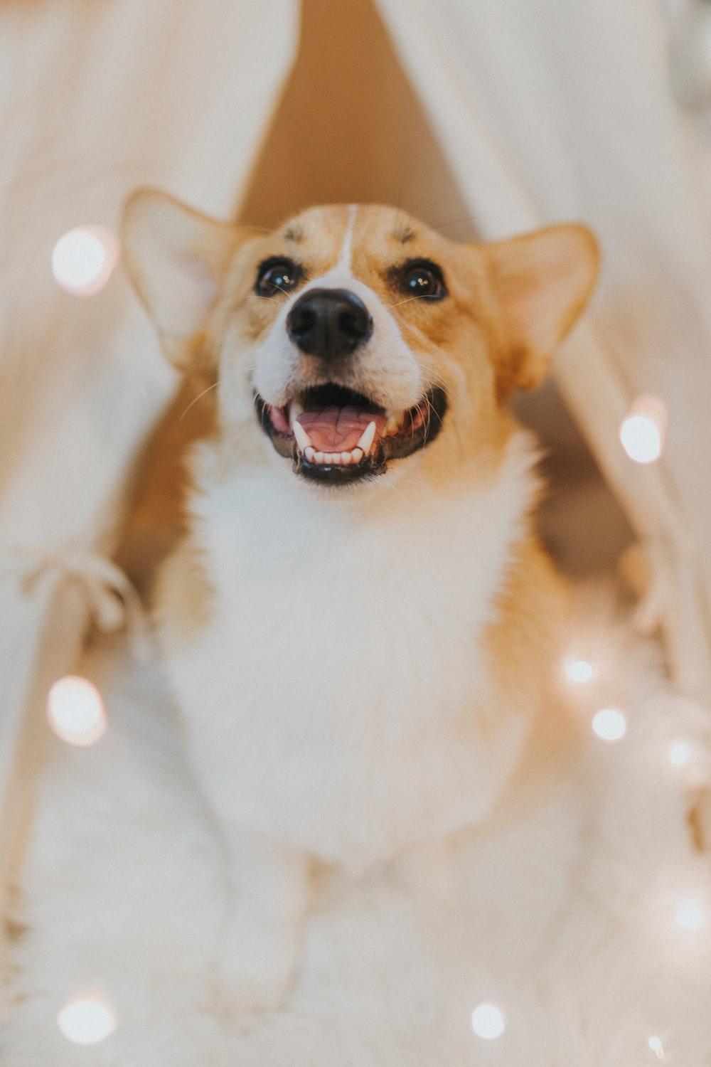 1000x1500 Corgi Picture. Download Free Image